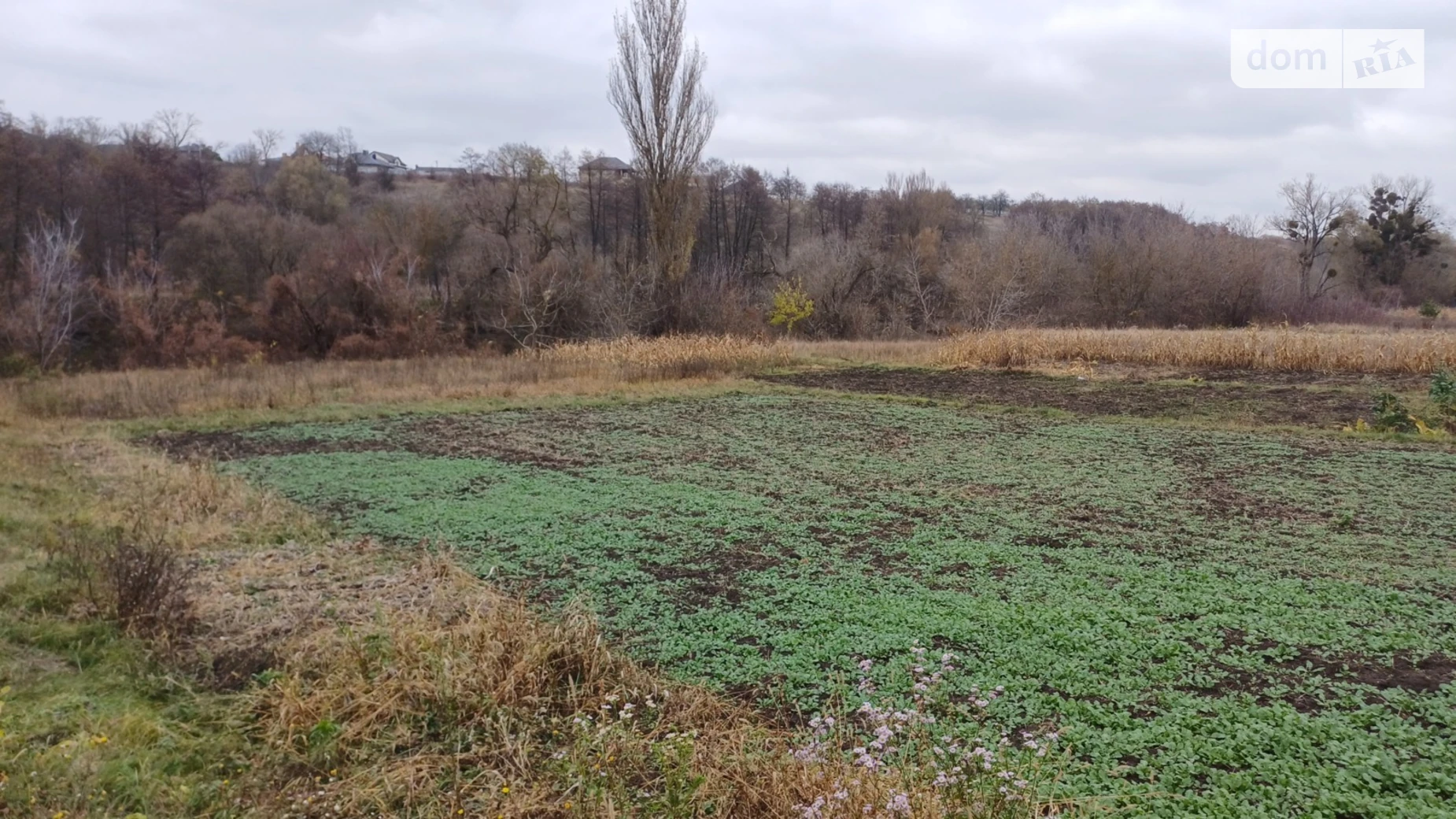 ул. Шевченко Прибужское (Шкуринци), цена: 50000 $ - фото 3