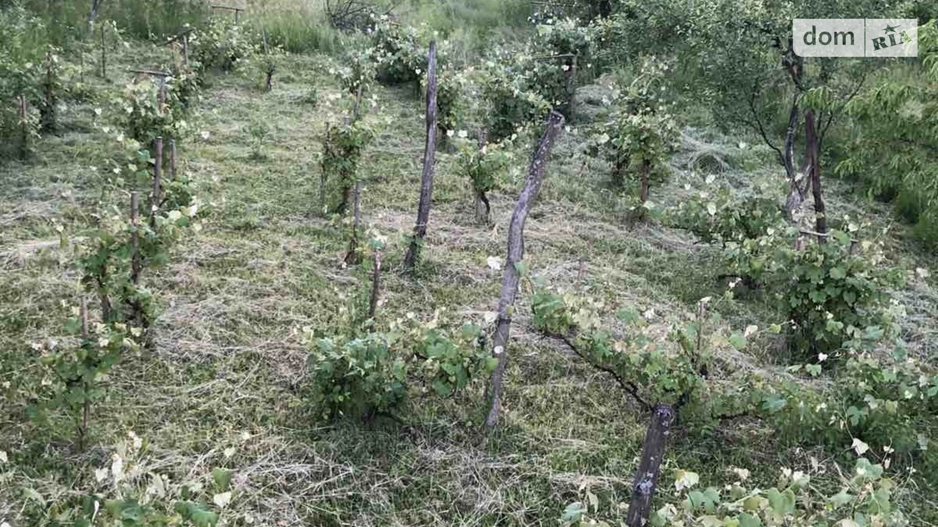 Продается земельный участок 31.29 соток в Закарпатской области, цена: 14900 $ - фото 2