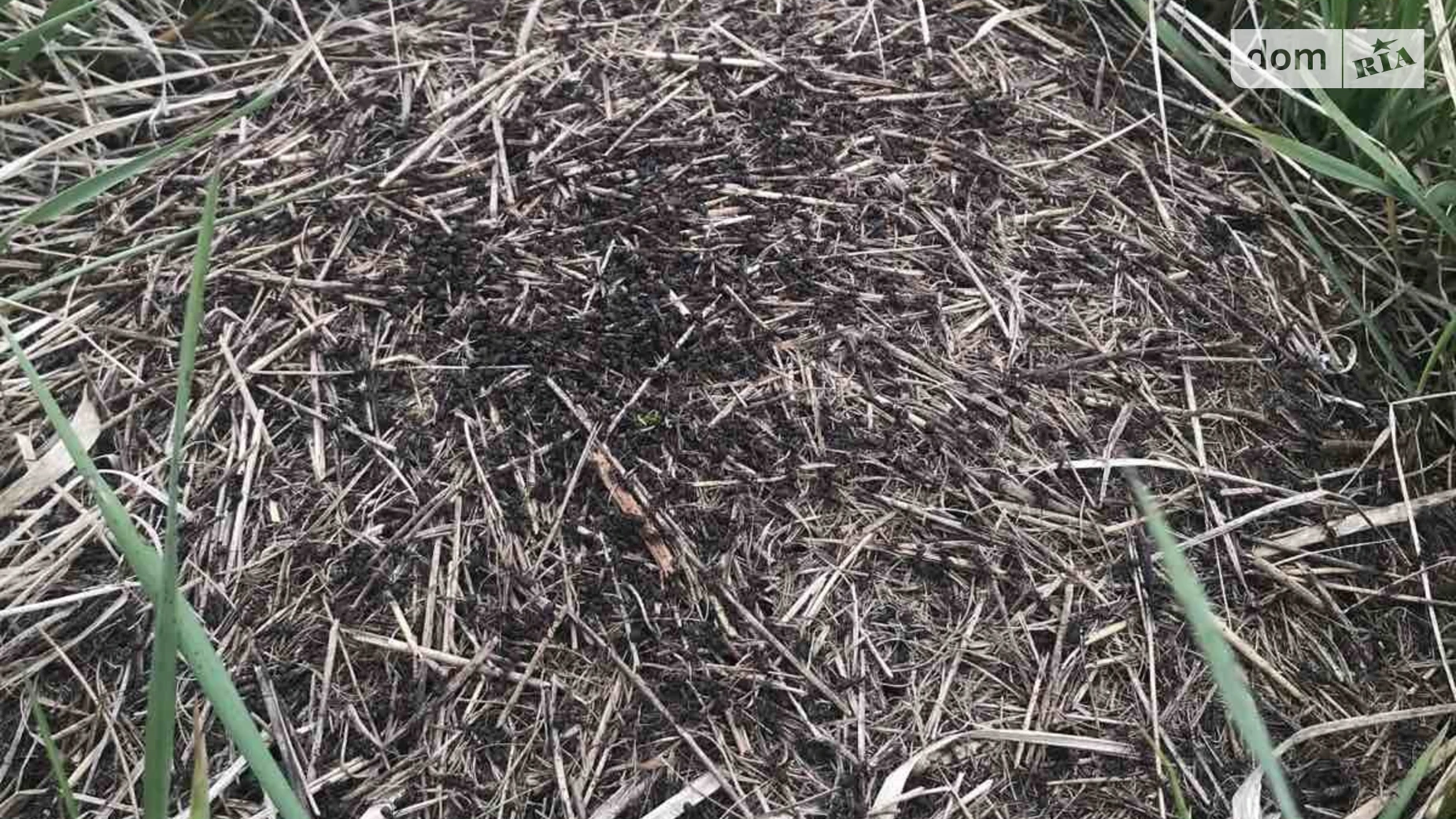 Сасов, цена: 1 $ - фото 5