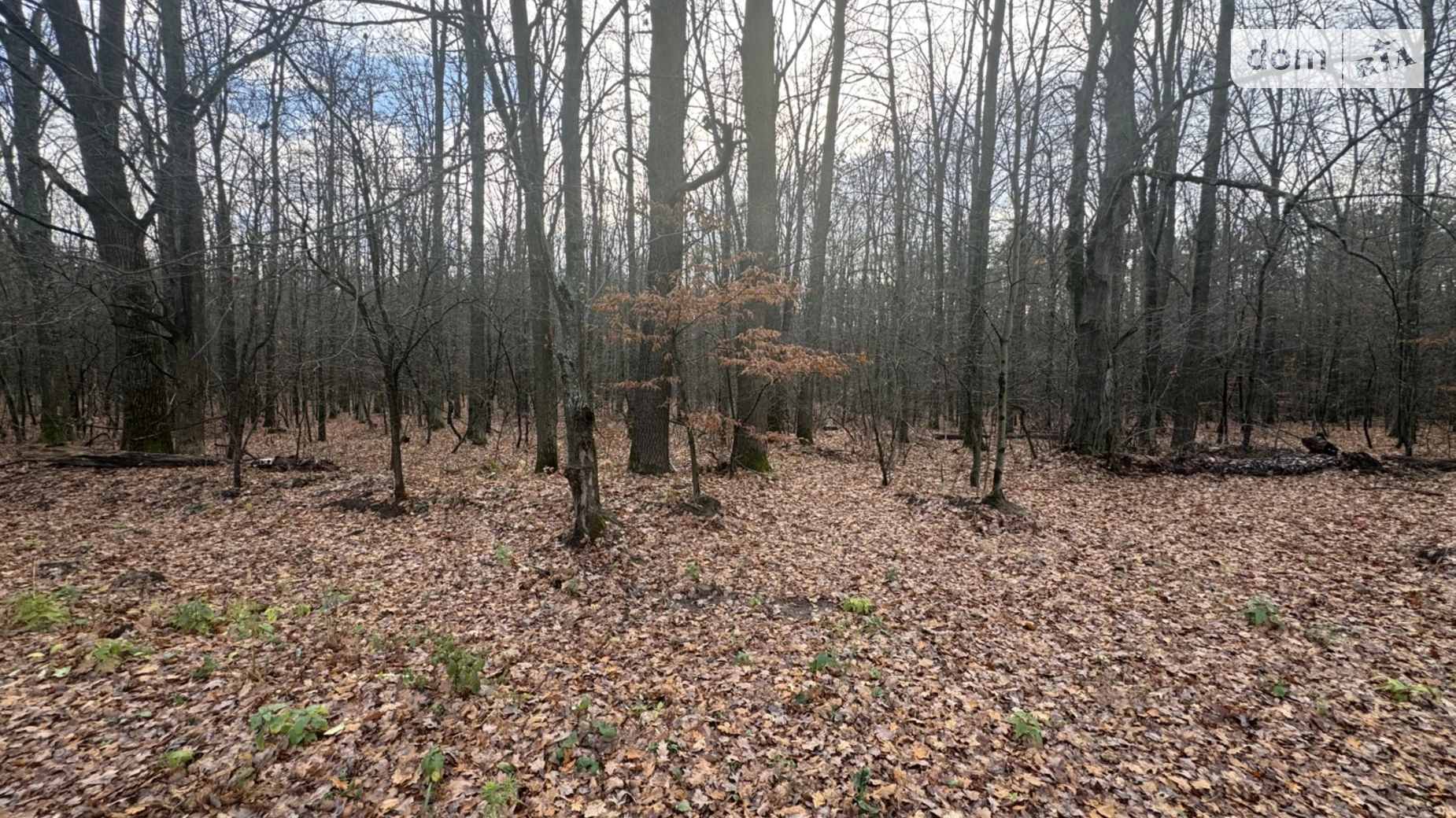 Славное, цена: 26000 $ - фото 2