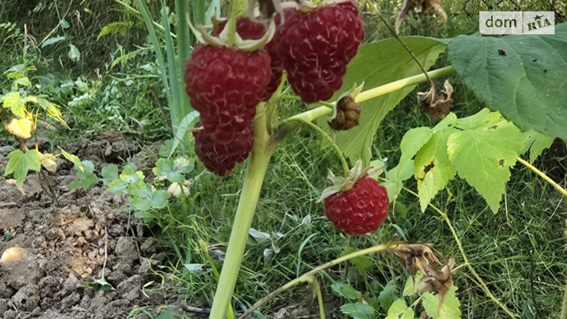 Продается земельный участок 5 соток в Винницкой области, цена: 4000 $ - фото 5