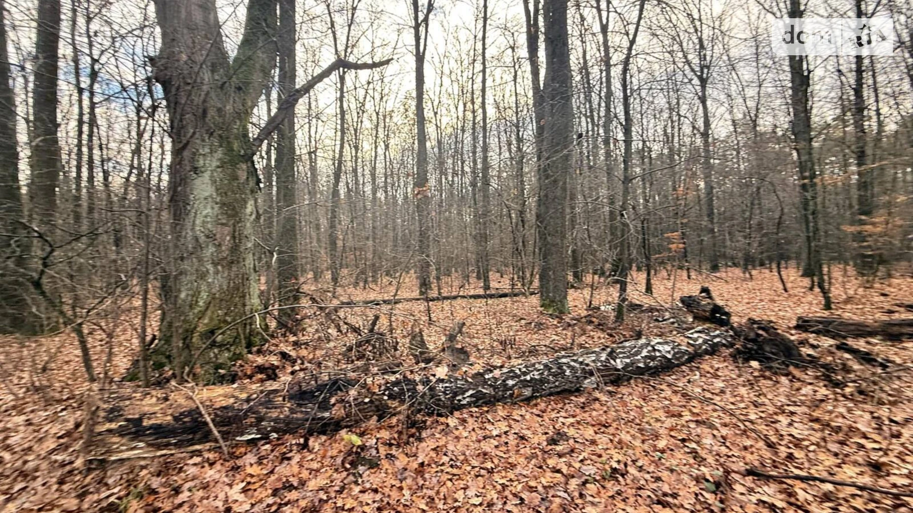 Славное, цена: 26000 $ - фото 3