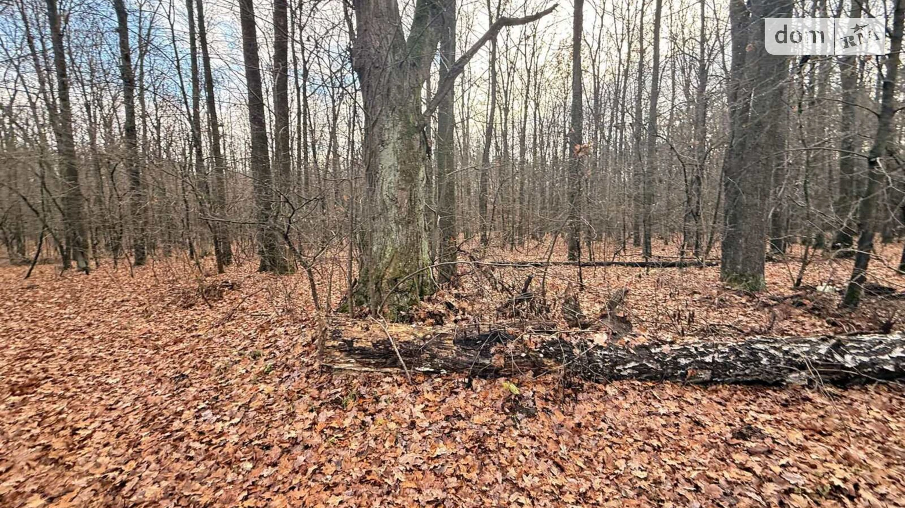 Славное, цена: 26000 $ - фото 2