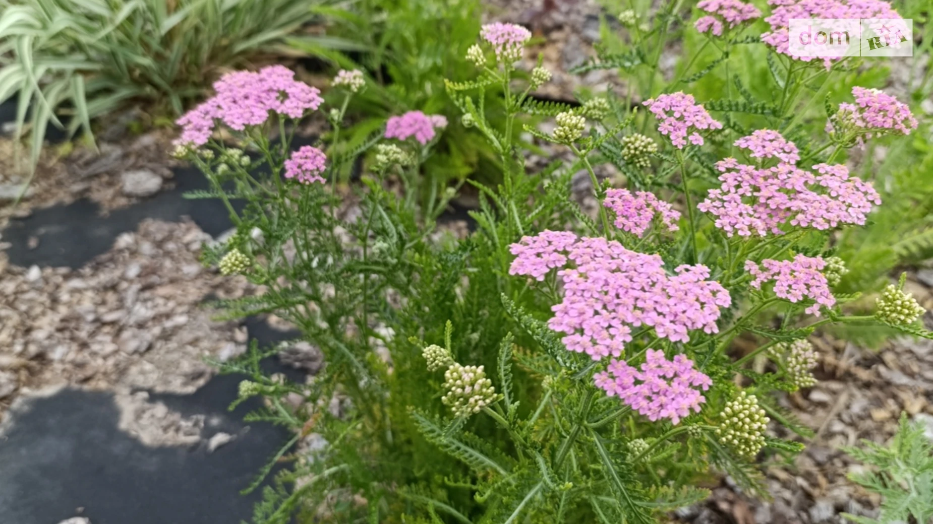 Продается земельный участок 5 соток в Днепропетровской области, цена: 8000 $ - фото 2