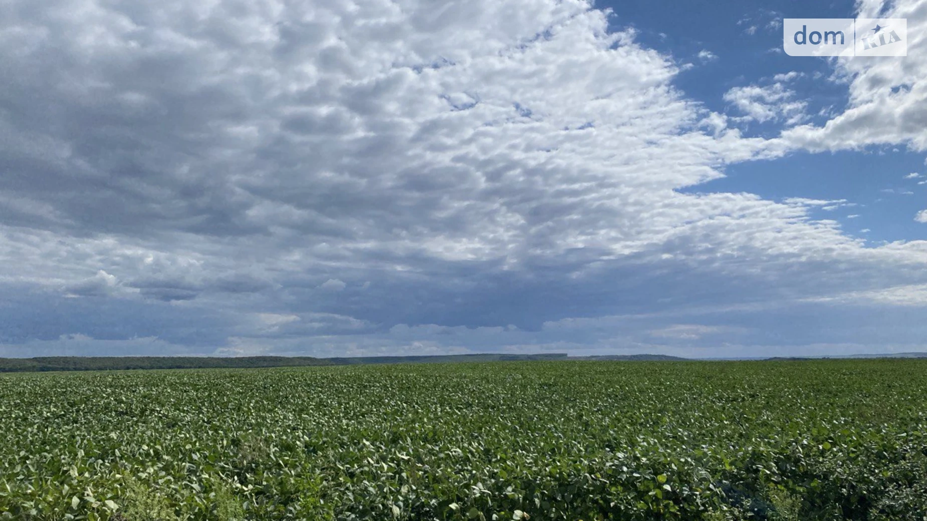 Продается земельный участок 225 соток в Ровенской области, цена: 40000 $ - фото 2