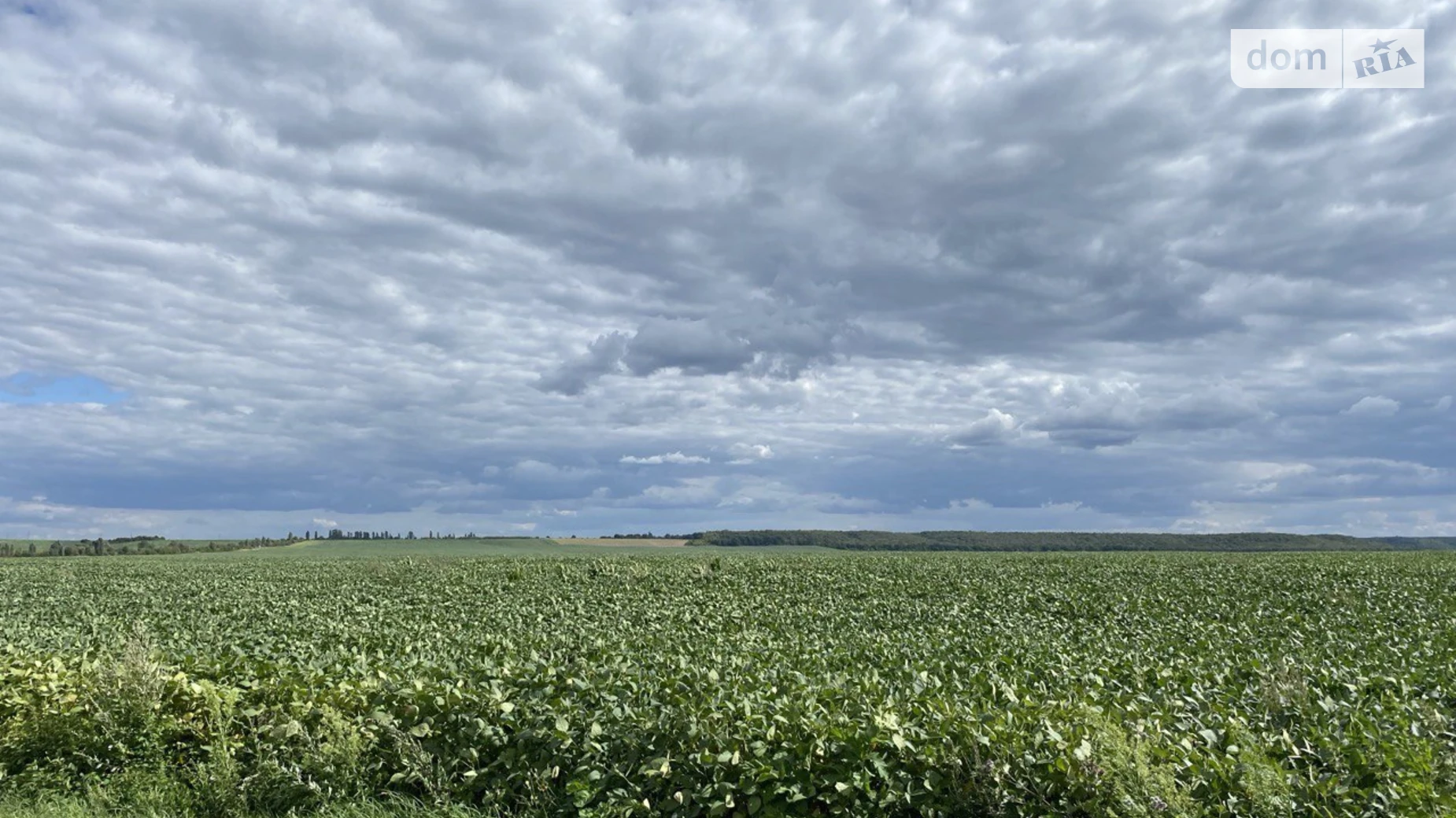 Продается земельный участок 225 соток в Ровенской области, цена: 40000 $ - фото 4