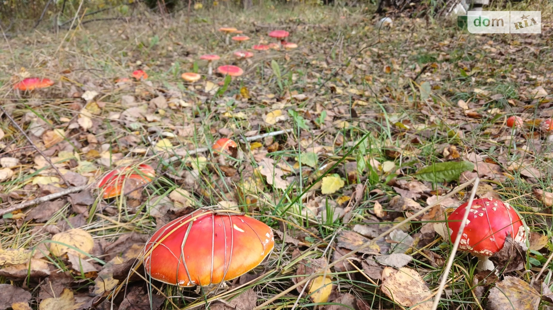 вулиця Зелена, 1 Копылов, цена: 90000 $ - фото 3