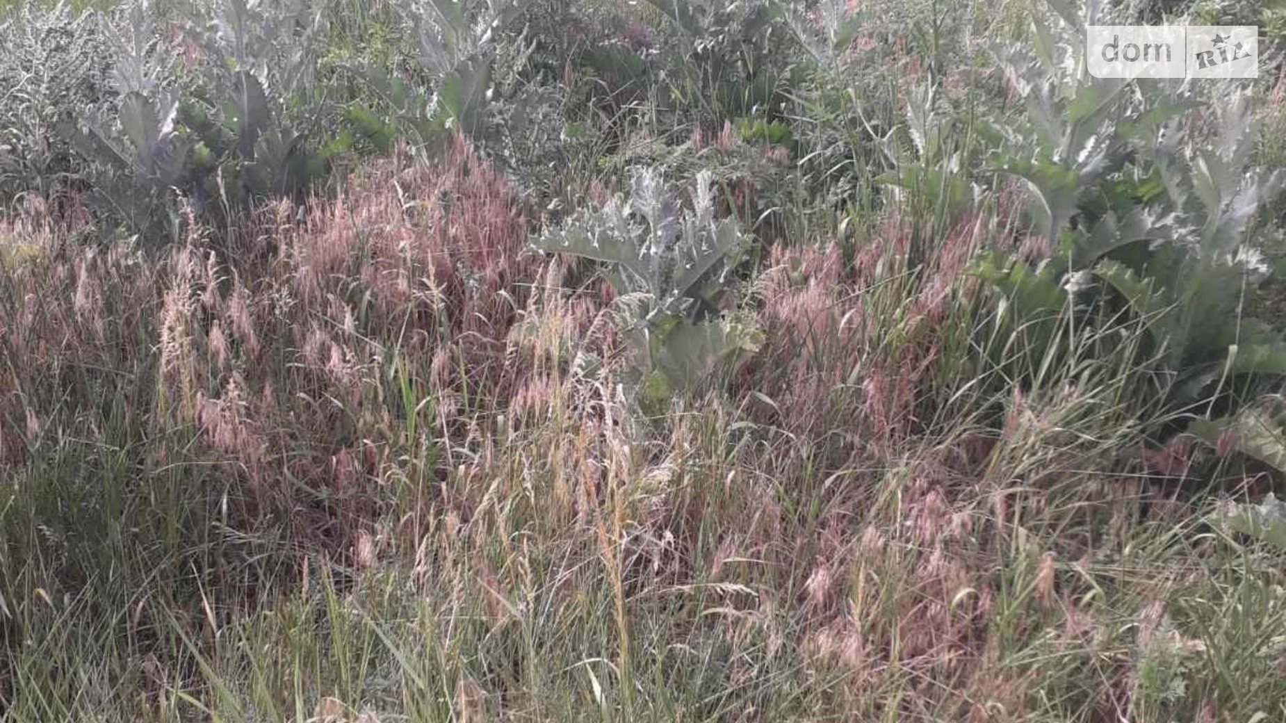 Березовка (Бершадь), цена: 3725 грн - фото 2