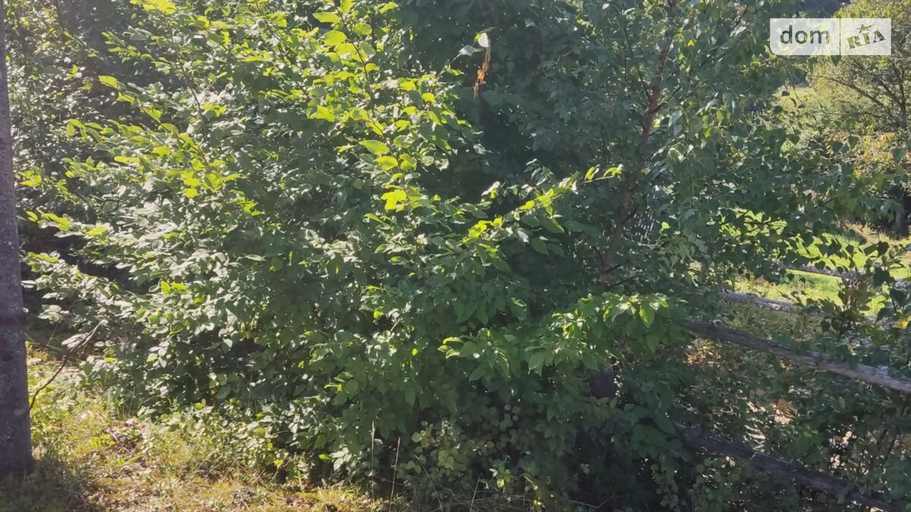 Яворов (Косов), цена: 293 грн - фото 2