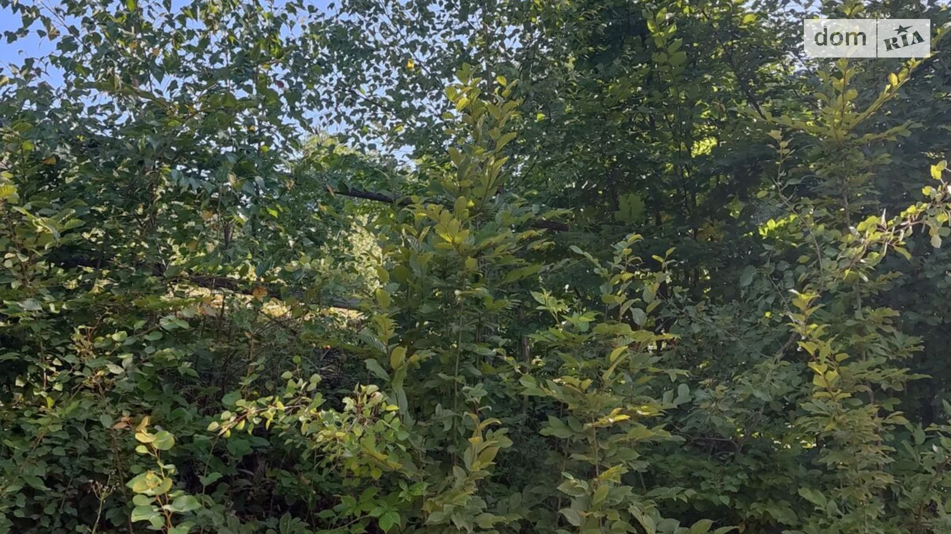 Яворов (Косов), цена: 293 грн - фото 3