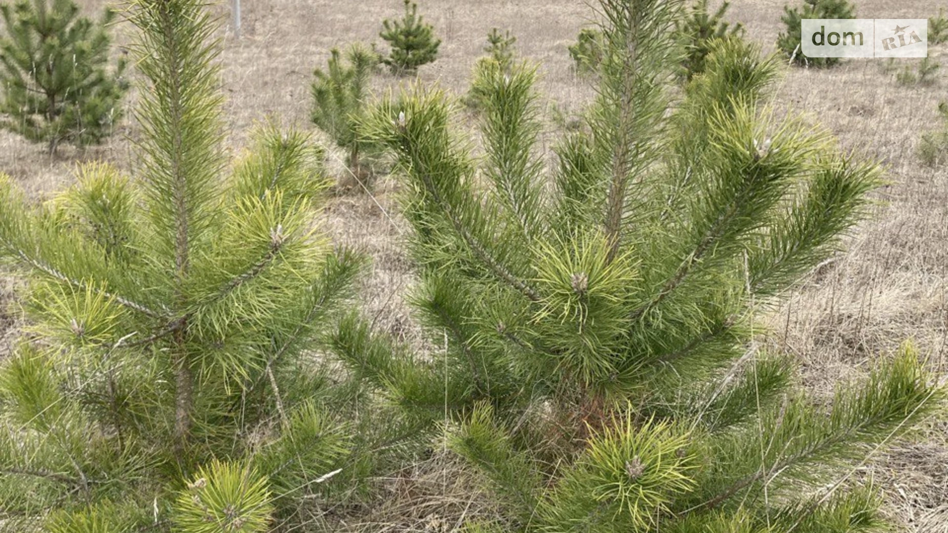 Продается земельный участок 8.28 соток в Ровенской области, цена: 4200 $ - фото 4