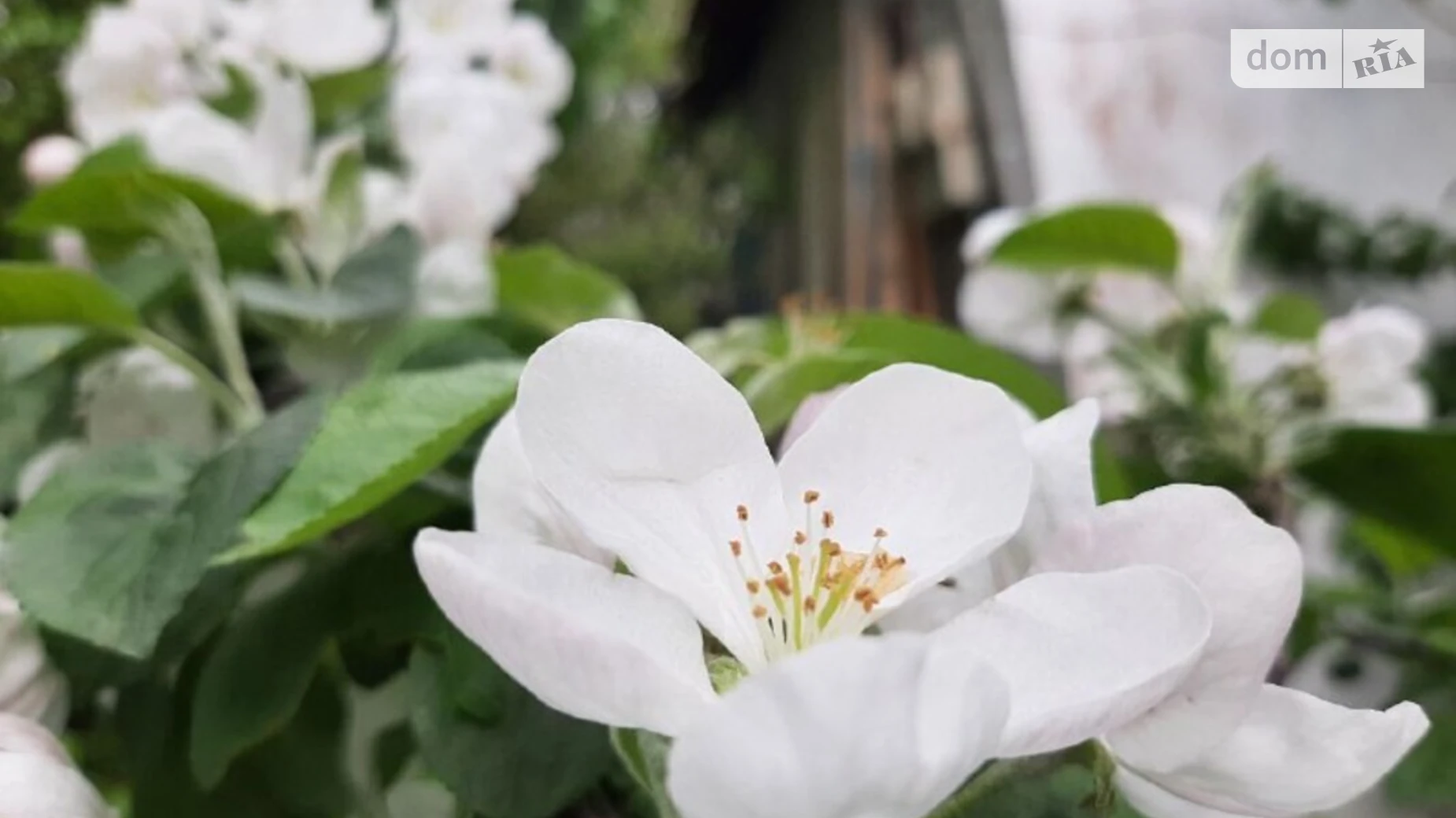 пер. Сентябрьский, 15 Агрономичное, цена: 60000 $ - фото 4