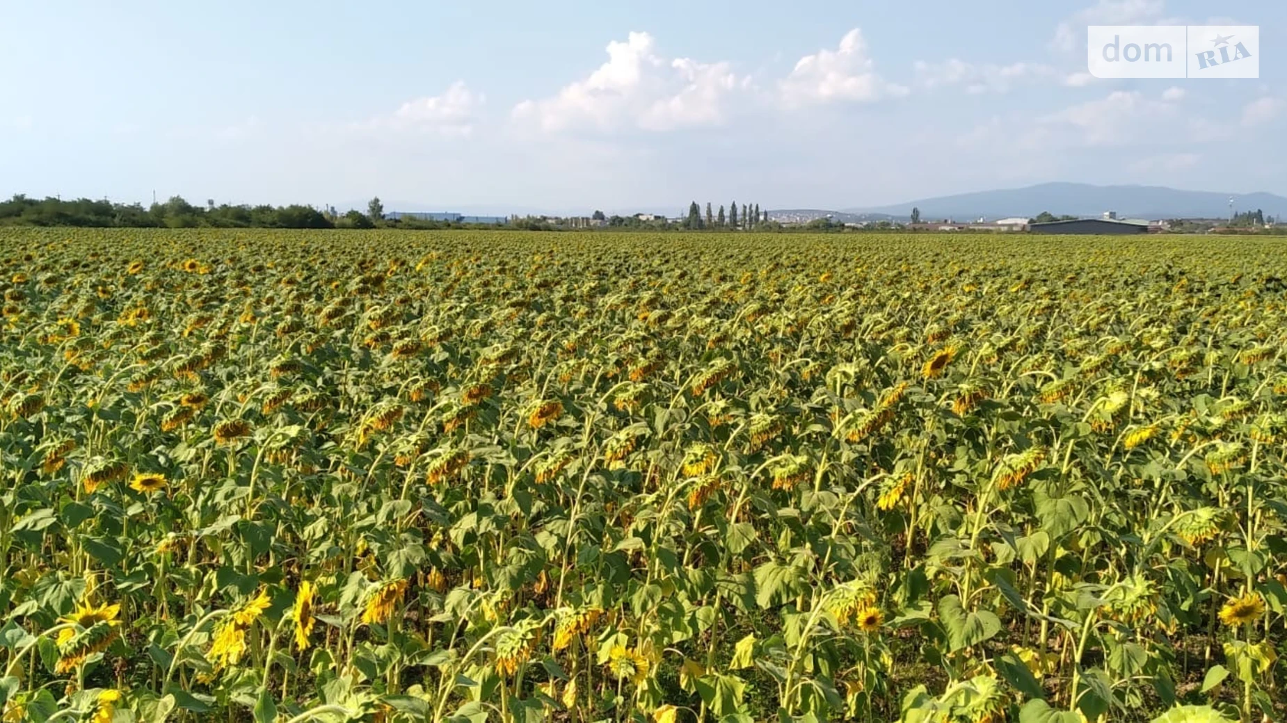 Продается земельный участок 262 соток в Закарпатской области, цена: 786000 $ - фото 3