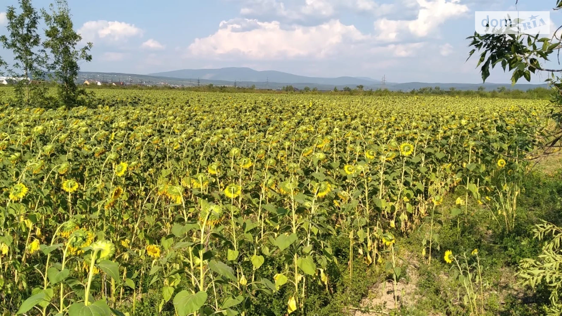 Продается земельный участок 262 соток в Закарпатской области, цена: 786000 $ - фото 5