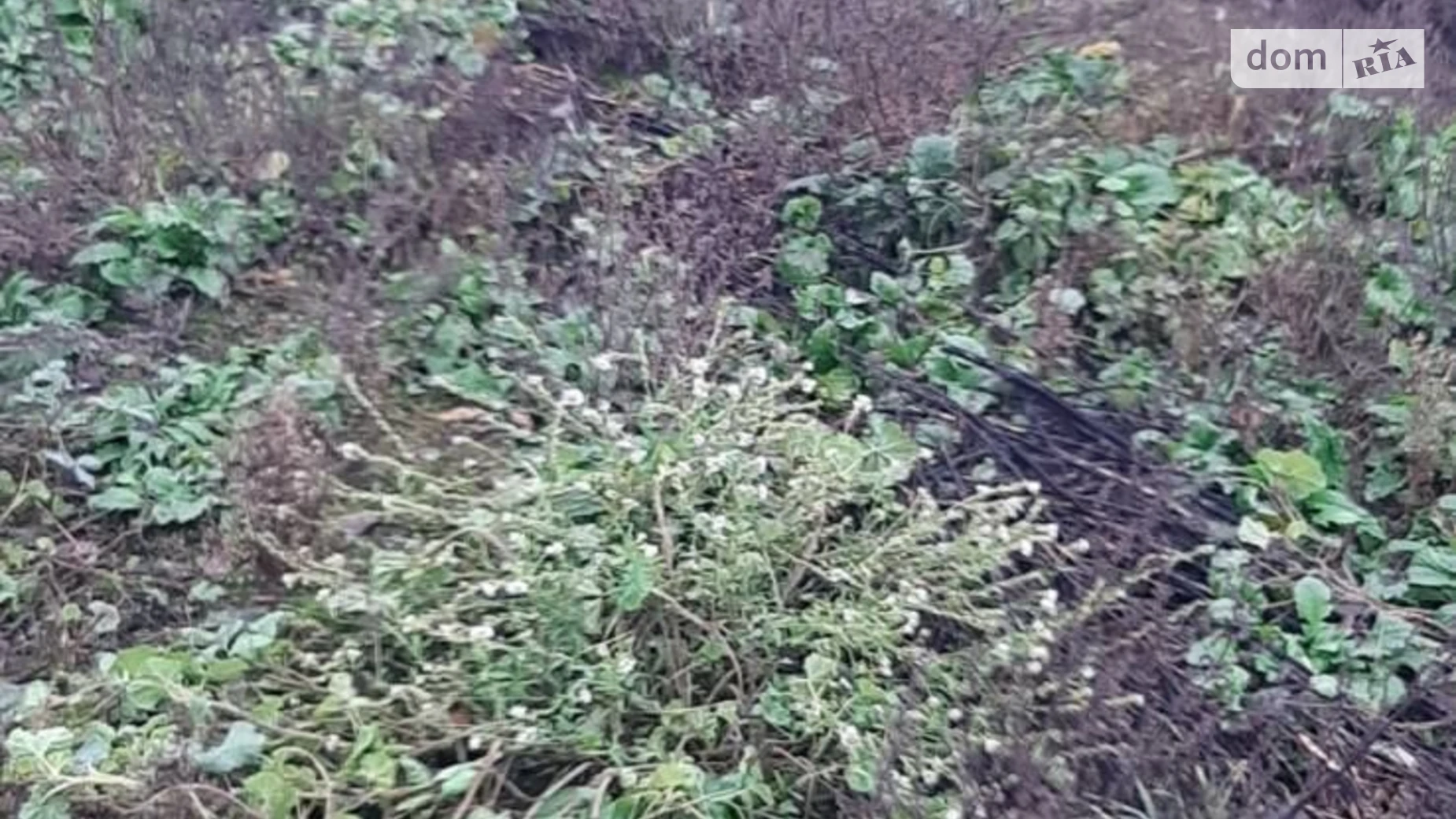 Сдается в аренду земельный участок 0.534 соток в области, цена: 127295 грн - фото 2