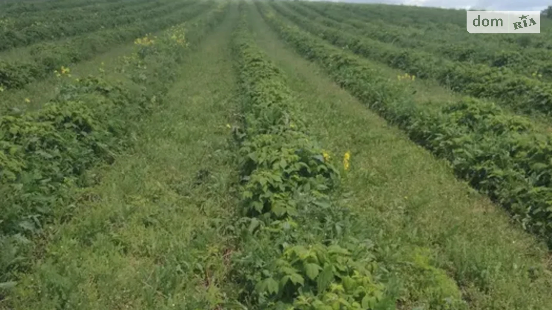 Продается земельный участок 600 соток в Кировоградской области, цена: 30000 $ - фото 3