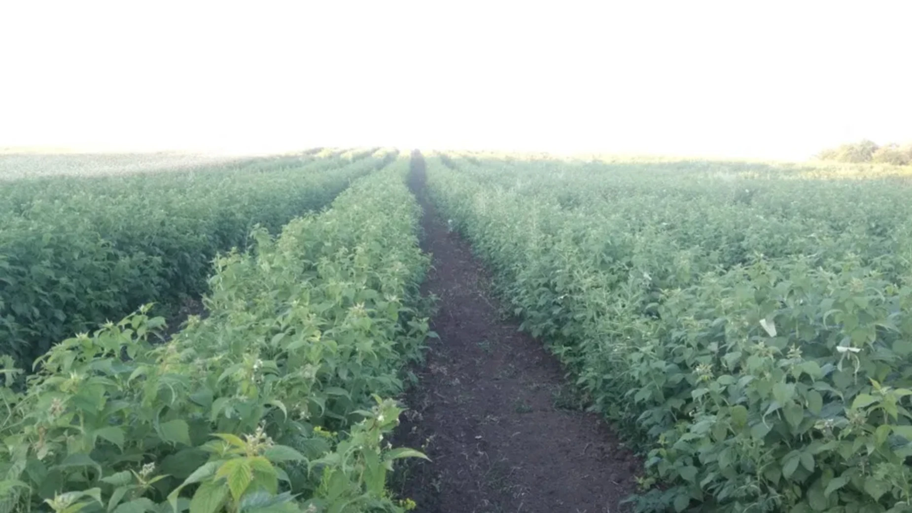 Продается земельный участок 600 соток в Кировоградской области, цена: 30000 $ - фото 4