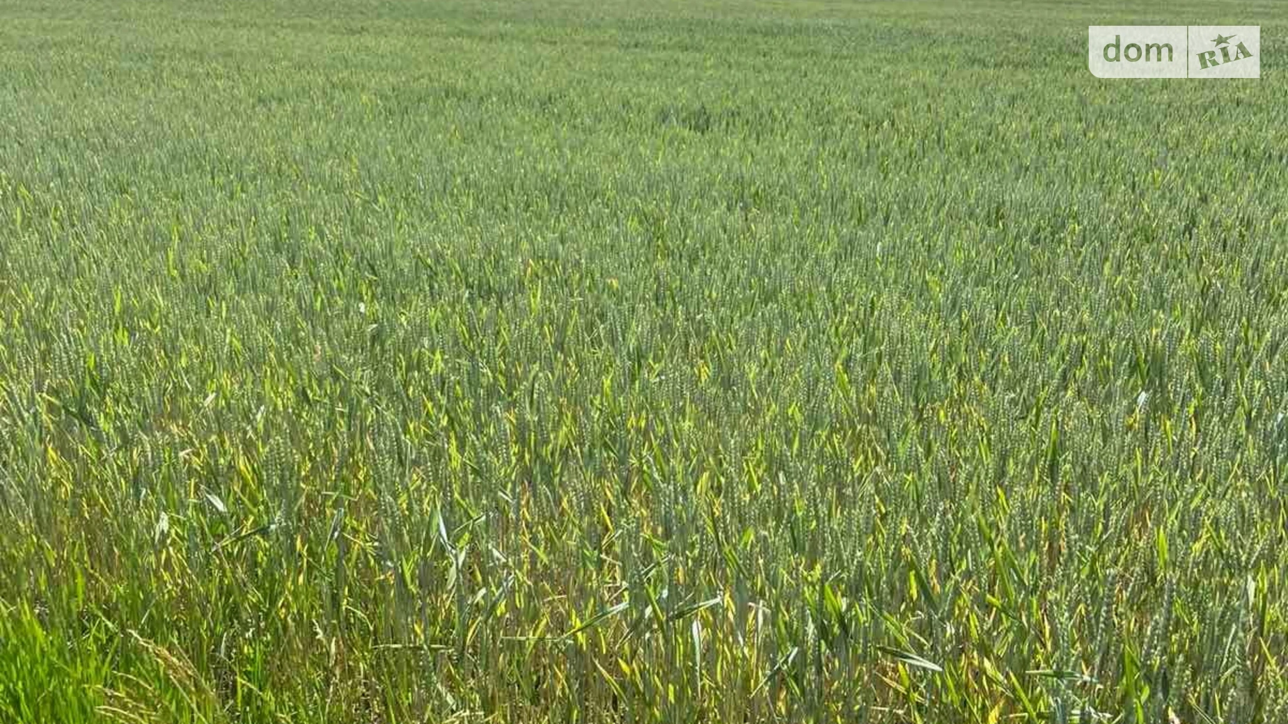 Березовка, цена: 86000 грн - фото 2