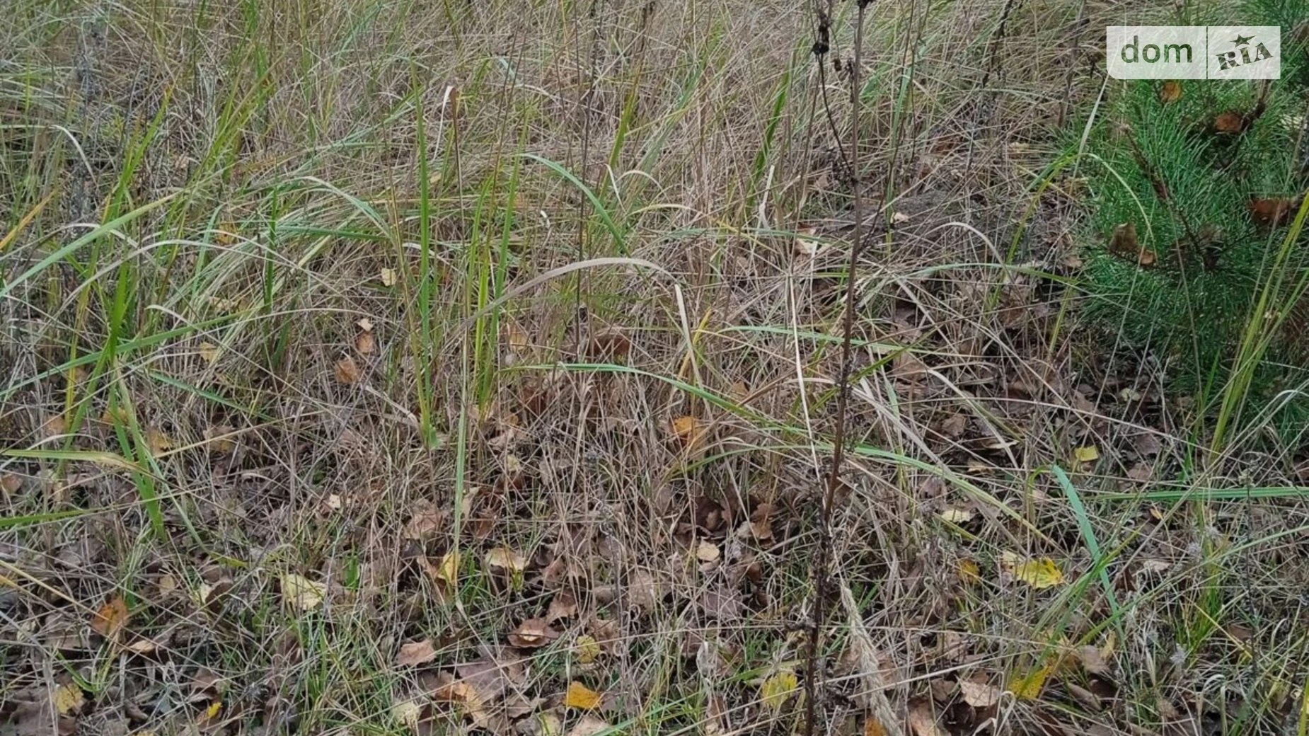 Сдается в аренду земельный участок 9.8778 соток в  области, цена: 15887 грн - фото 2