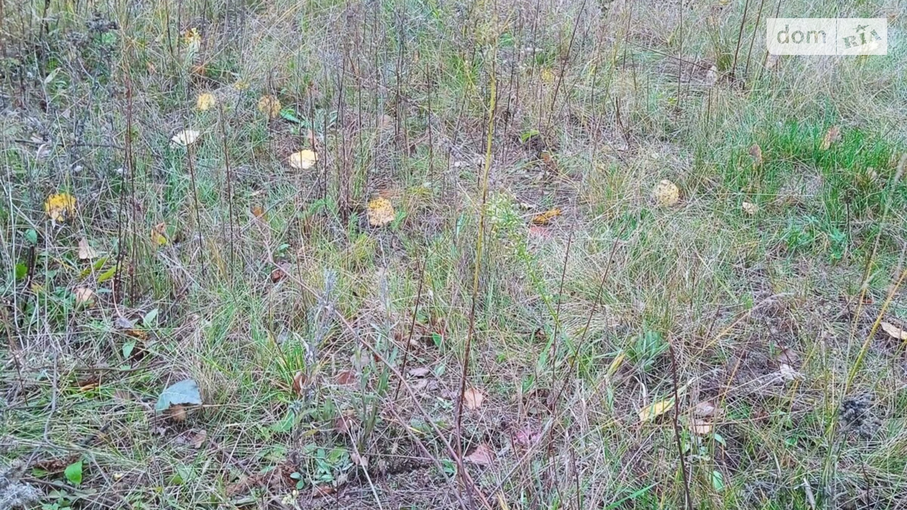 Сдается в аренду земельный участок 9.8778 соток в  области, цена: 15887 грн - фото 3