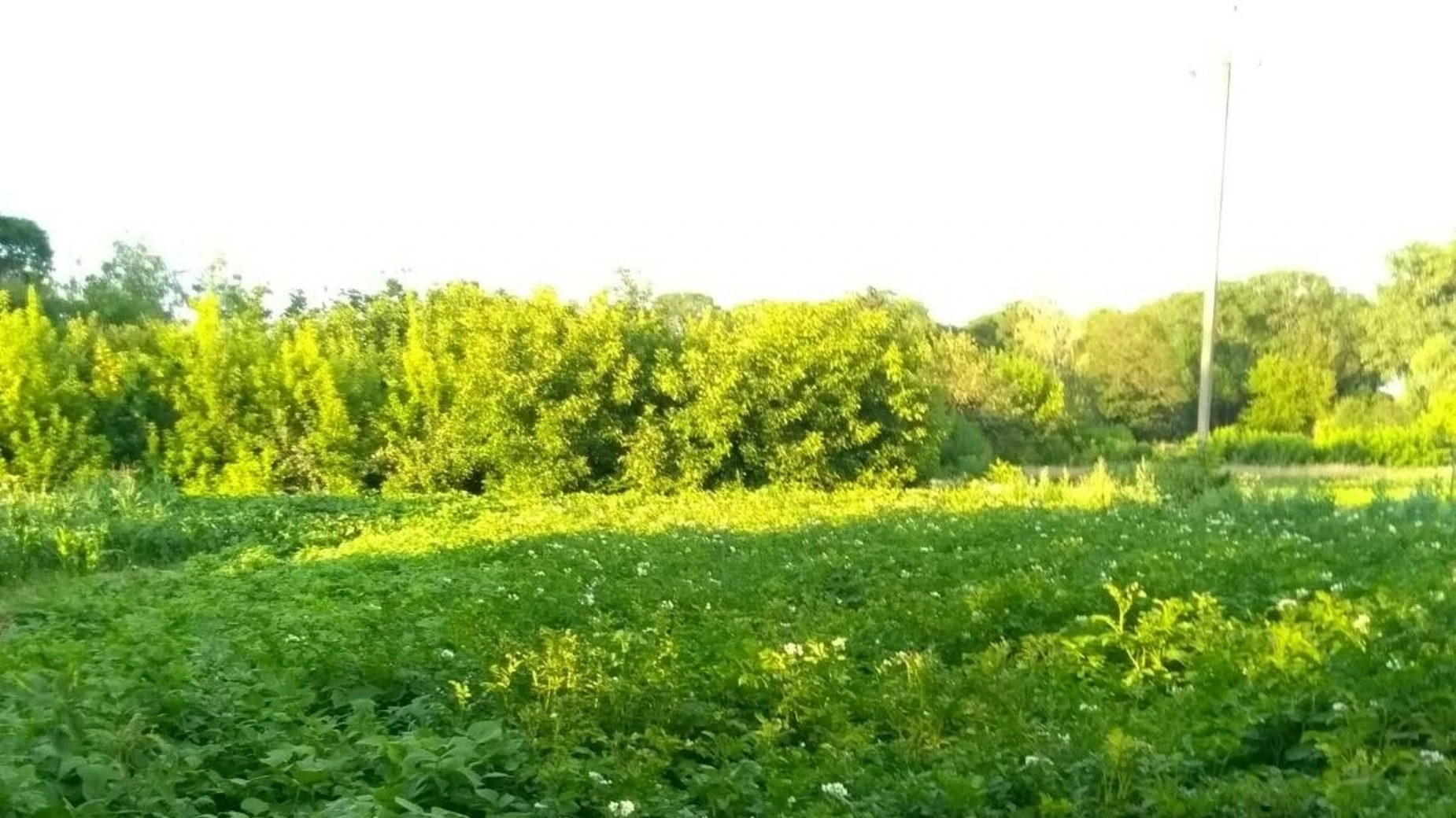 Продается земельный участок 50 соток в Хмельницкой области, цена: 12000 $ - фото 2