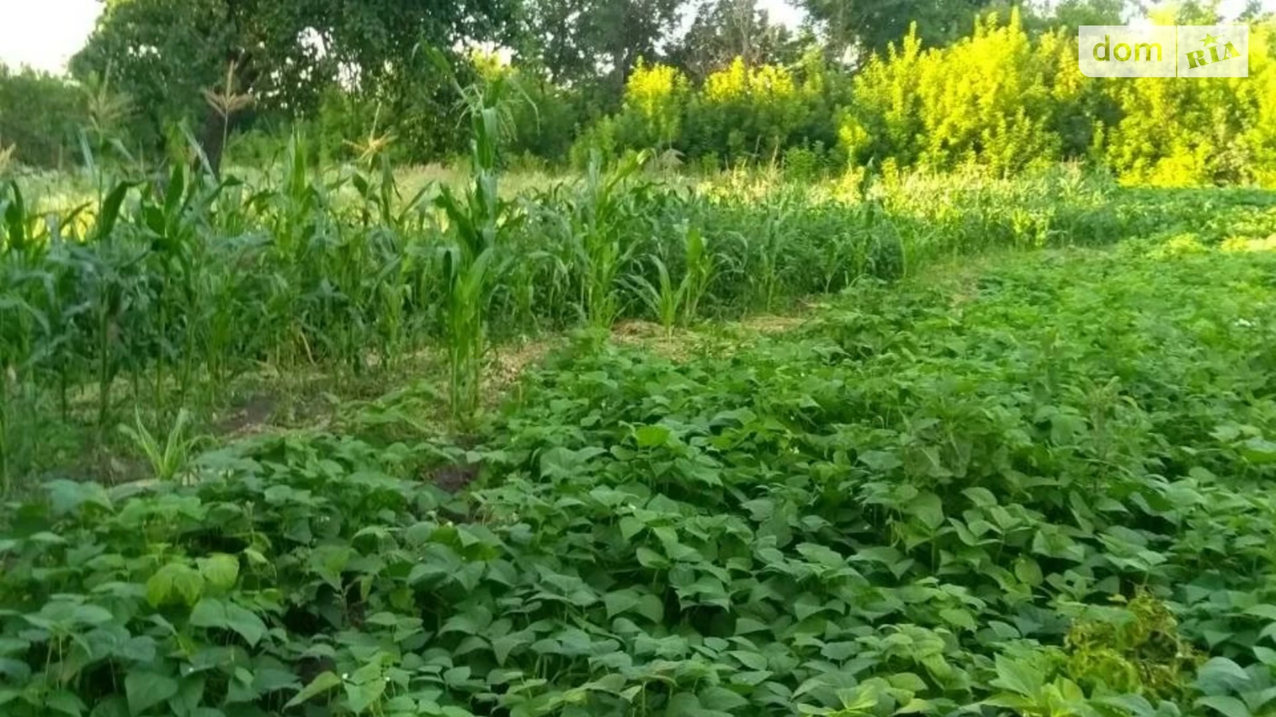 Продается земельный участок 50 соток в Хмельницкой области, цена: 12000 $ - фото 5