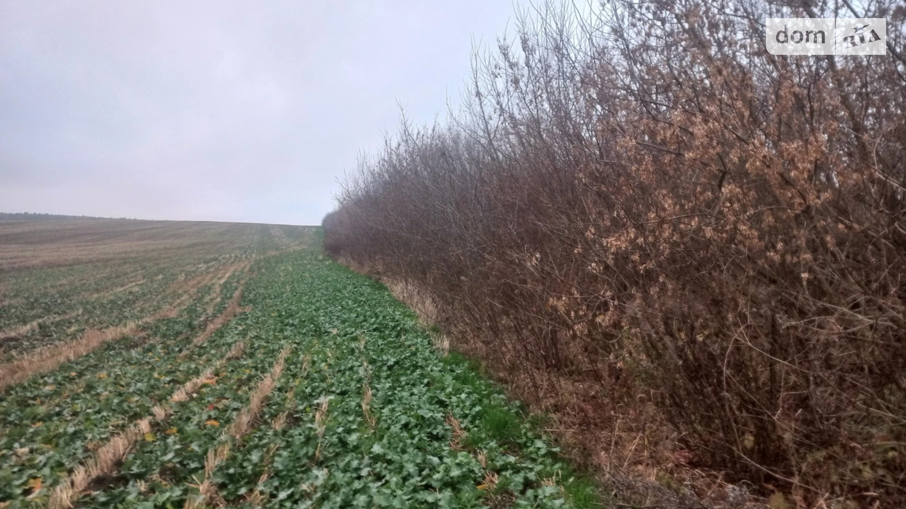 Продается земельный участок 300 соток в Ровенской области, цена: 65000 $ - фото 2