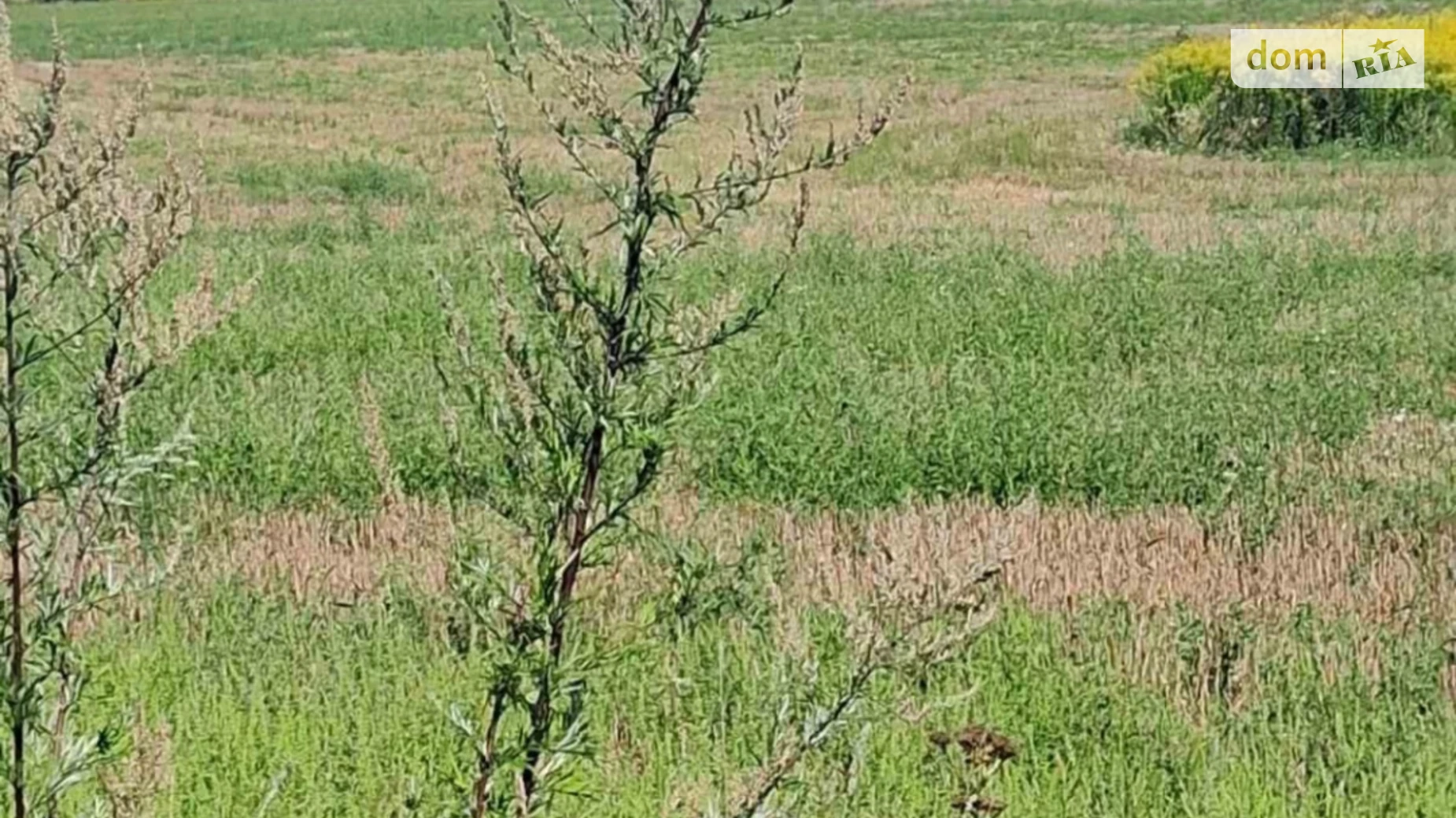 Продается земельный участок 31 соток в Черновицкой области, цена: 16000 $ - фото 2