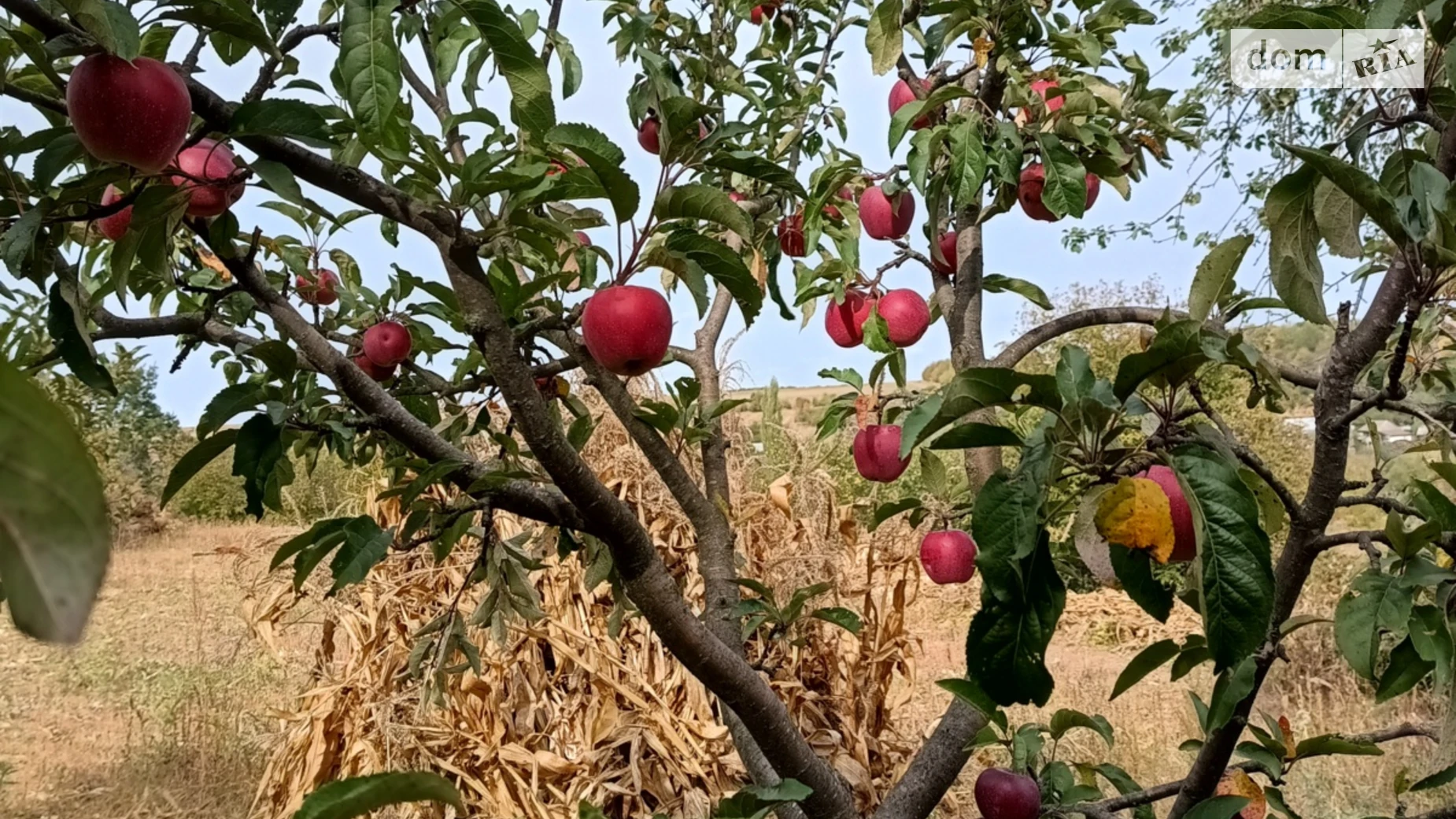 Партизанська,, 39 Павлівка (Крижопіль), цена: 3000 $ - фото 2