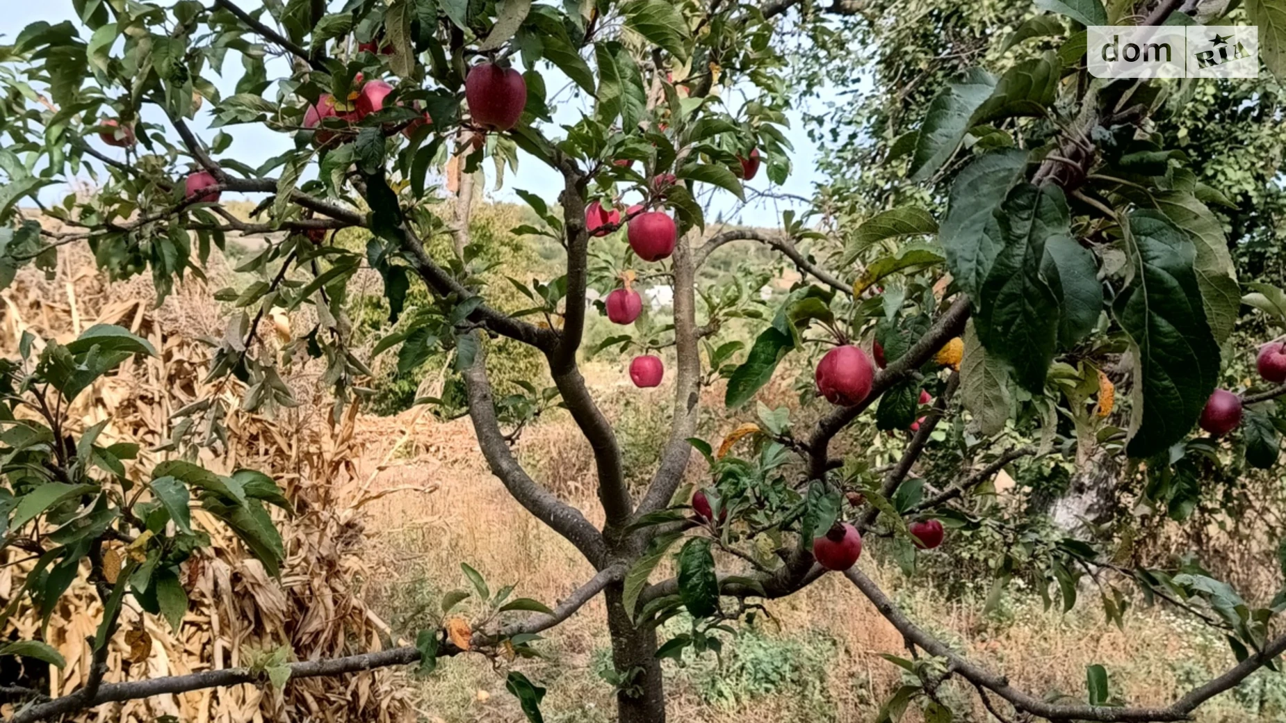 Партизанська,, 39 Павлівка (Крижопіль), цена: 3000 $ - фото 3