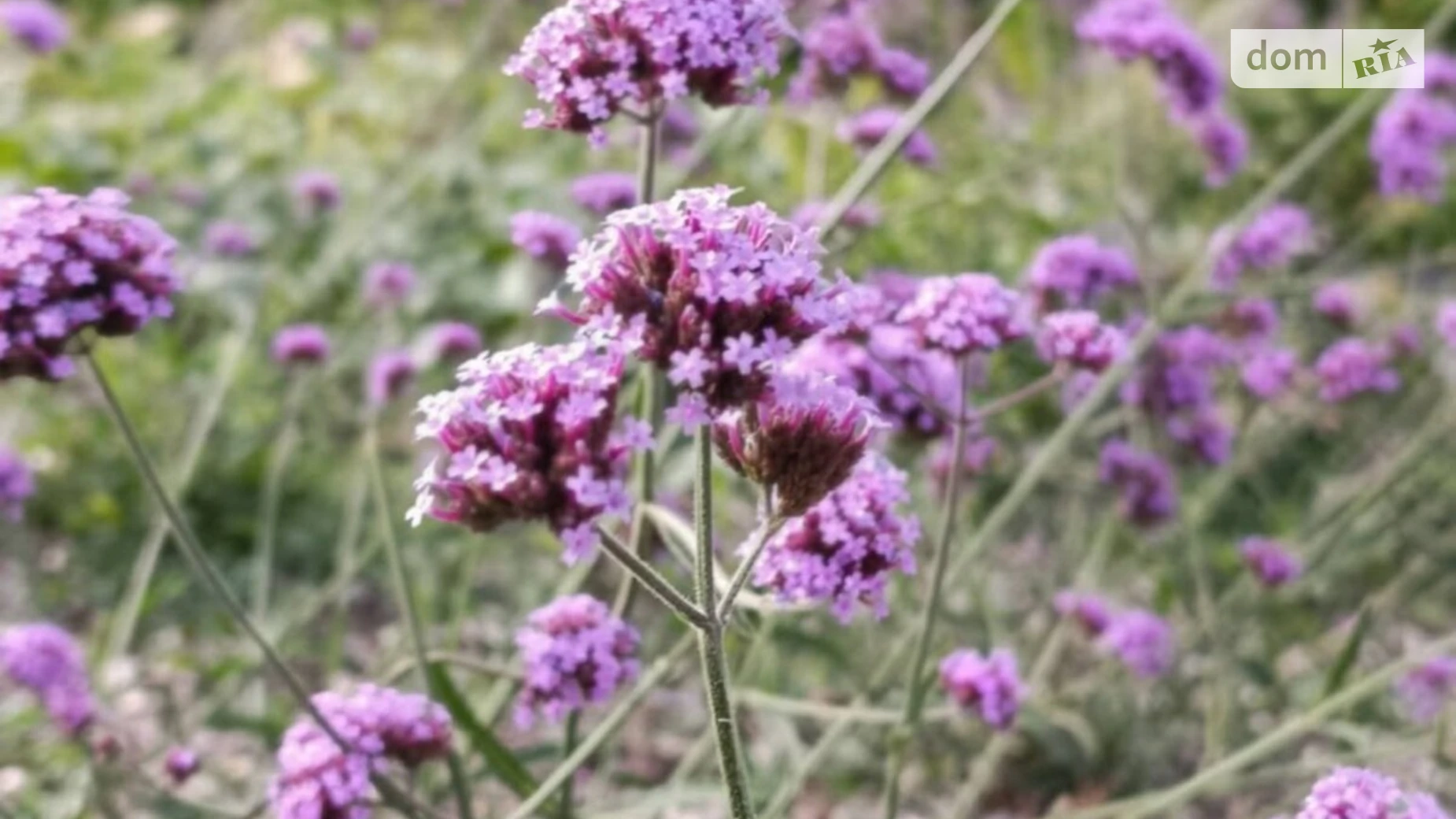 Продається земельна ділянка 2.5 соток у Миколаївській області, цена: 500000 $ - фото 4