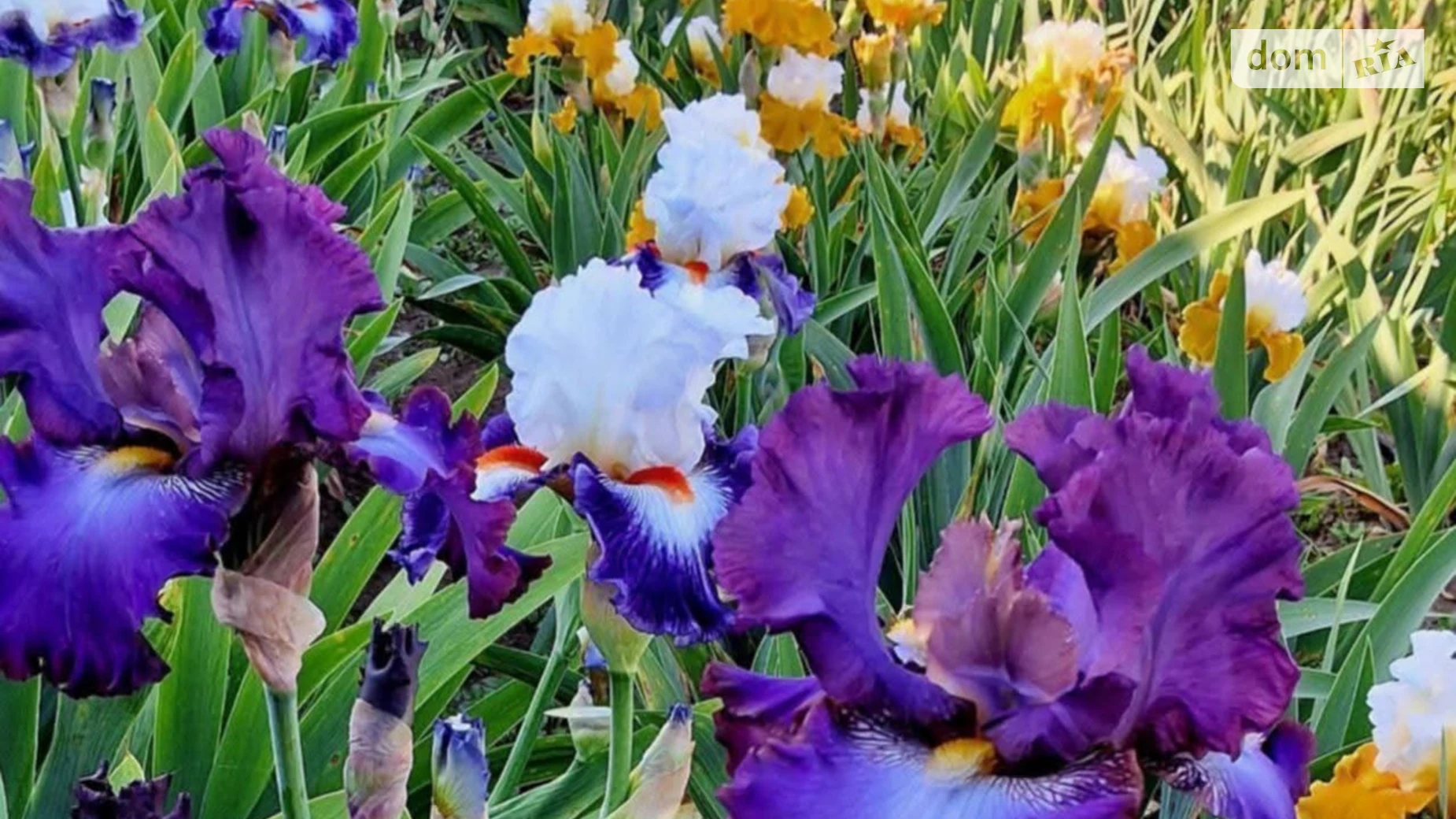 Продається земельна ділянка 2.5 соток у Миколаївській області, цена: 500000 $ - фото 5