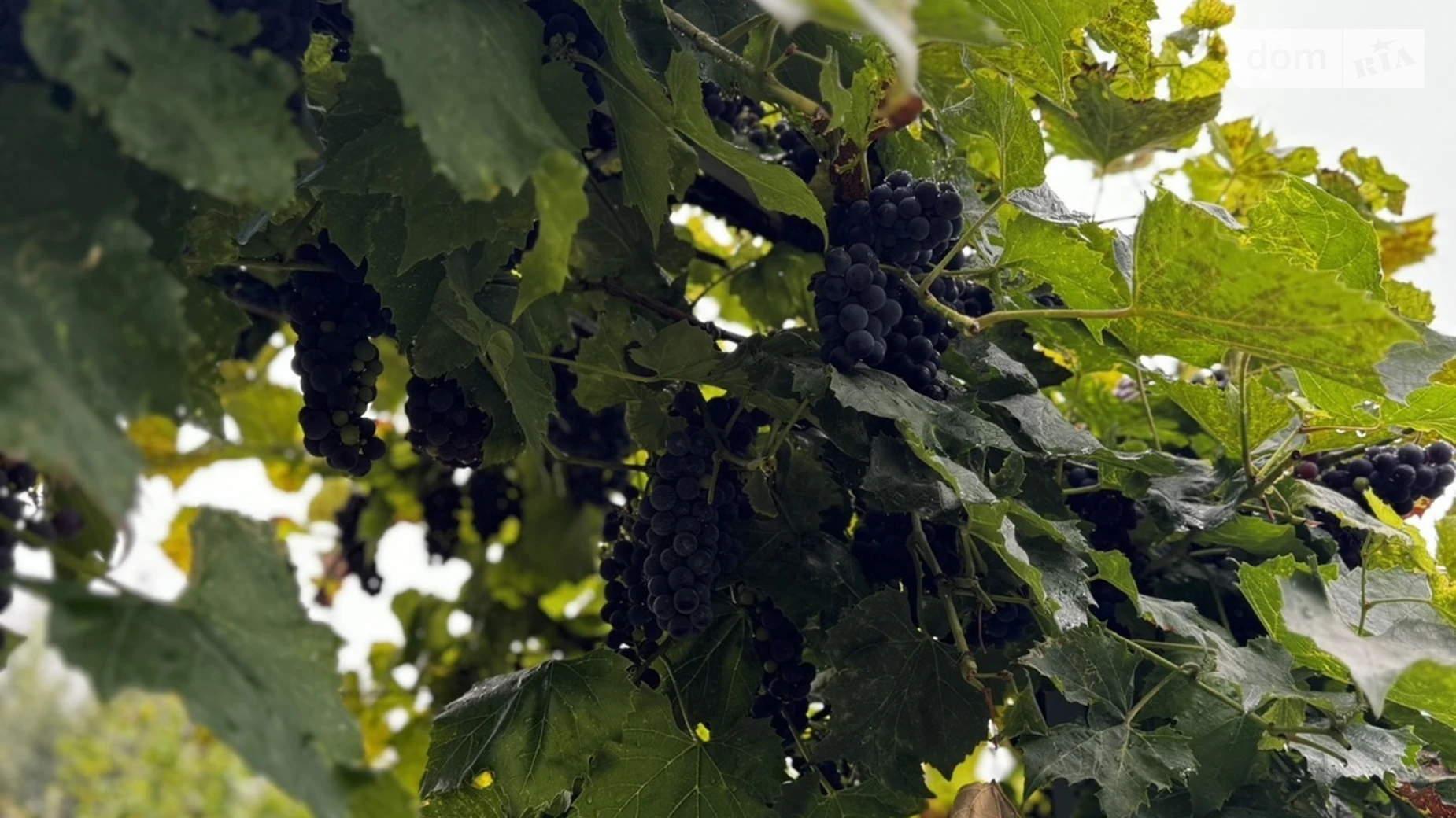 Продается земельный участок 6 соток в Хмельницкой области, цена: 6000 $ - фото 3