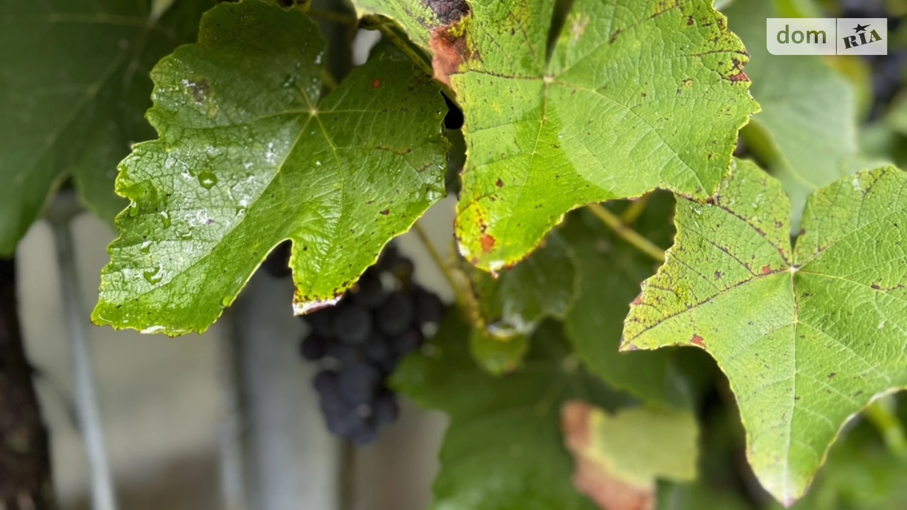 Продается земельный участок 6 соток в Хмельницкой области, цена: 6000 $ - фото 5