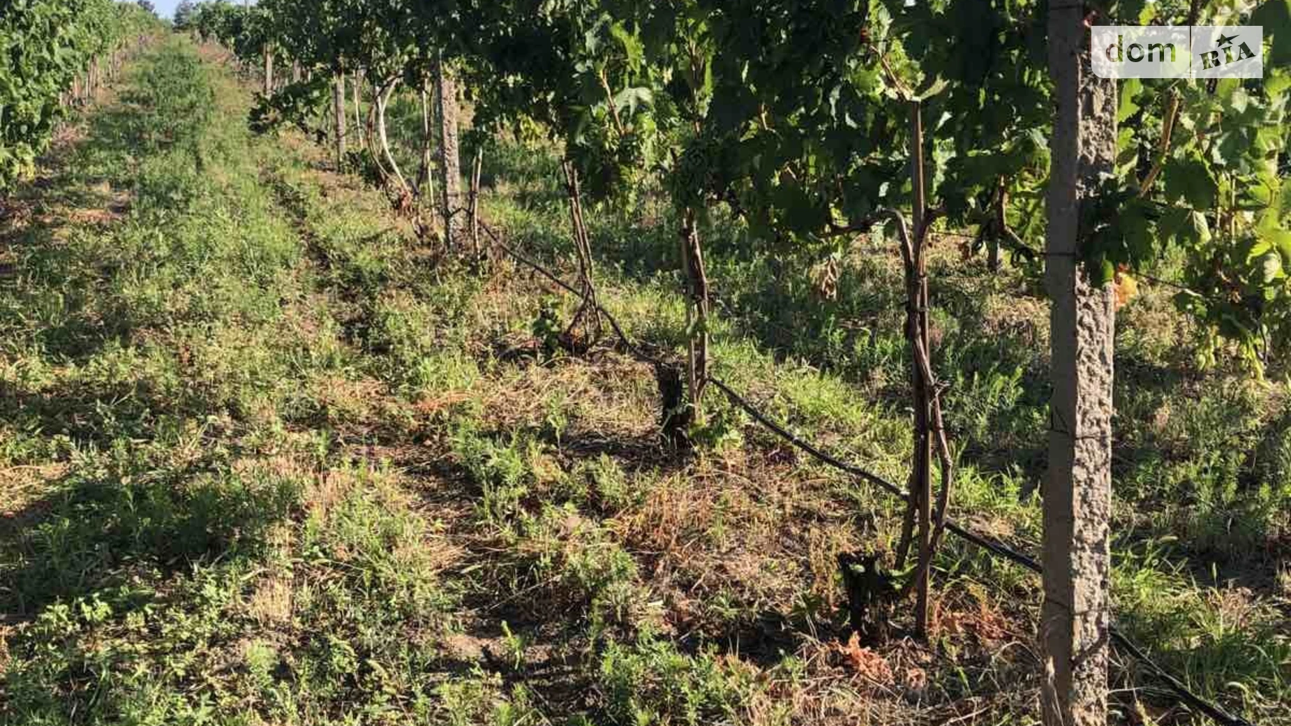 Роксоланы, цена: 7000000 грн - фото 3