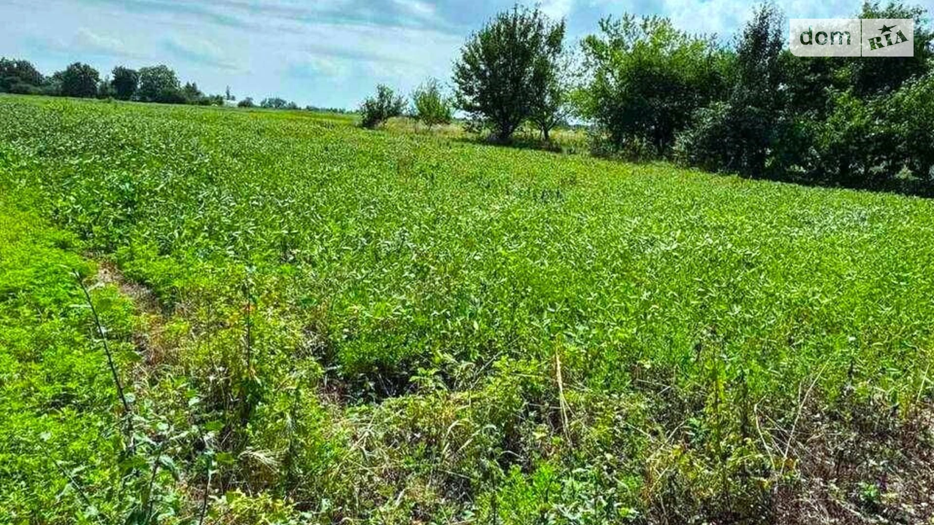 Продается земельный участок 12 соток в Полтавской области, цена: 2500 $ - фото 4