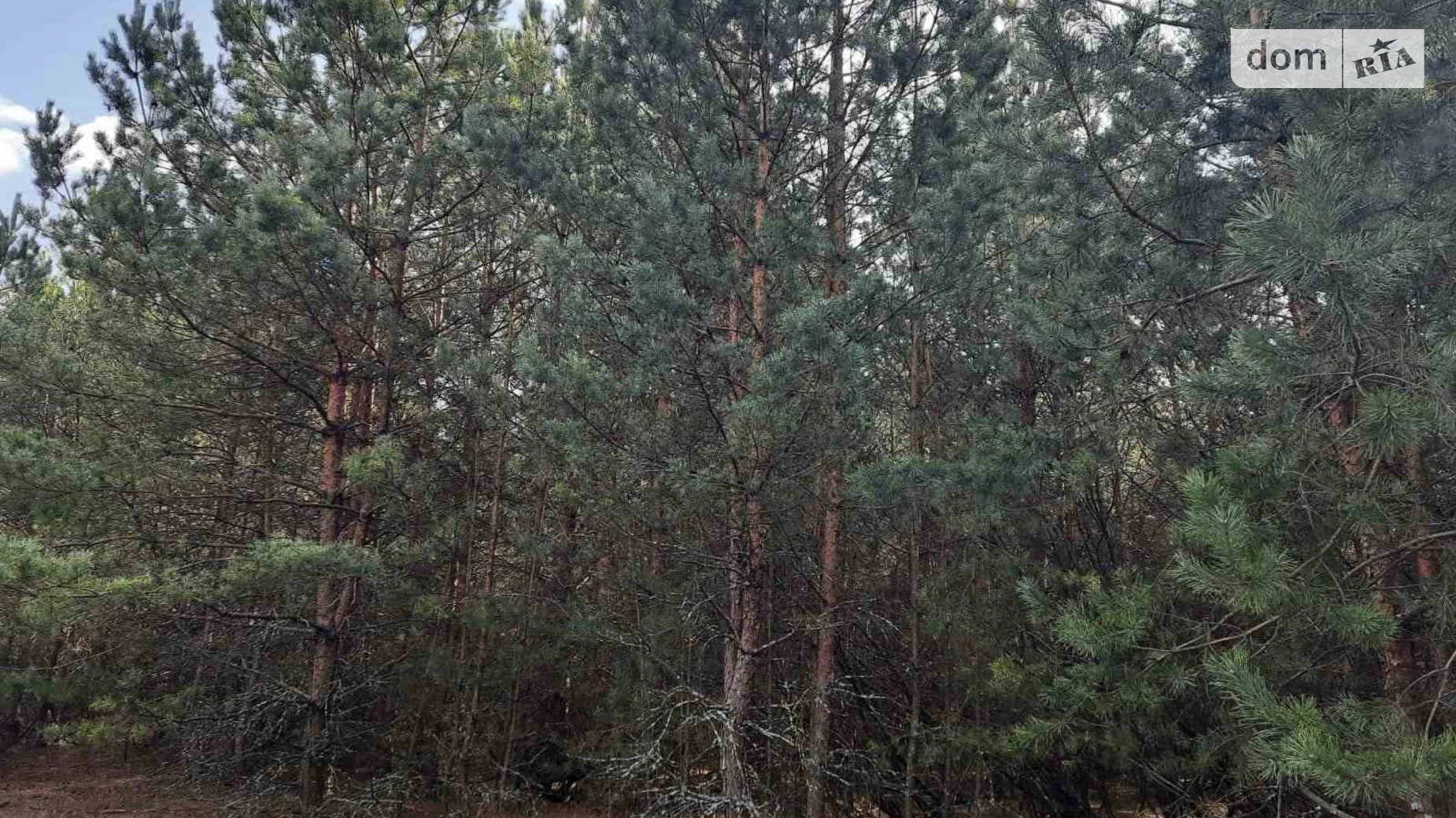 Продается земельный участок 50 соток в Киевской области, цена: 20000 $ - фото 2