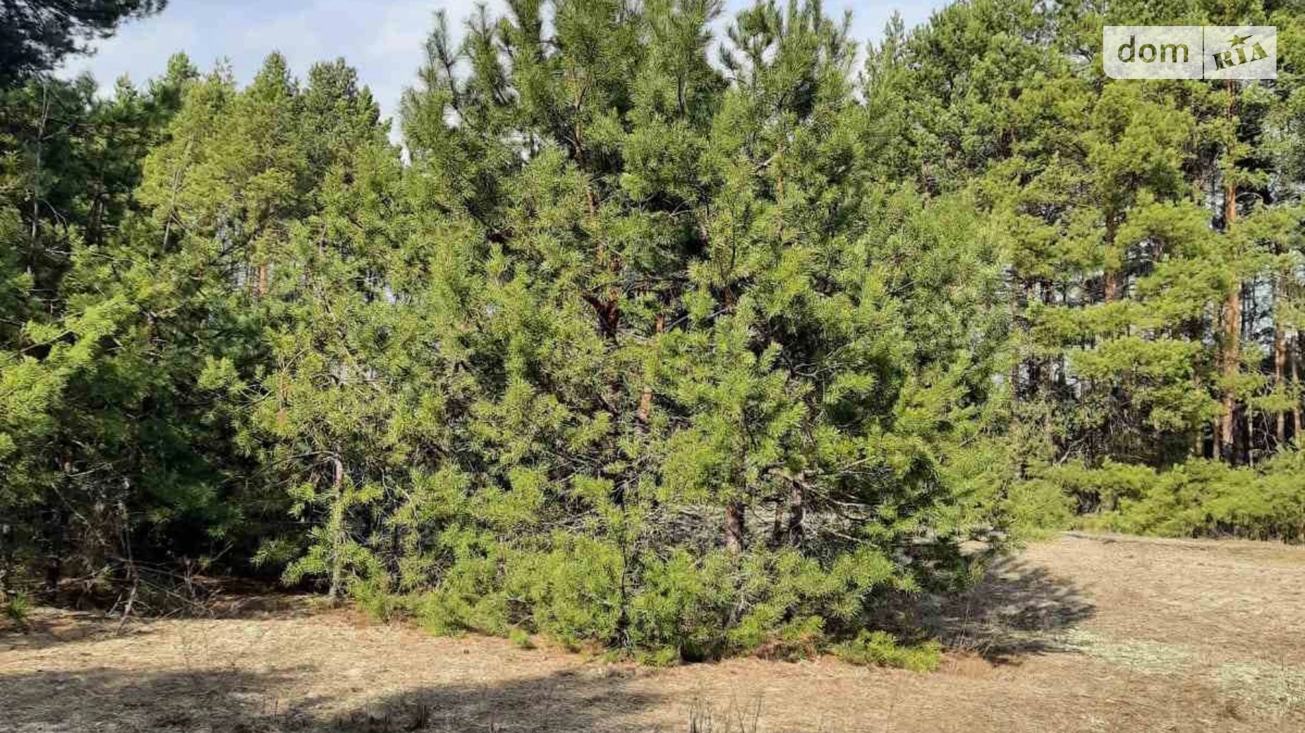 Продается земельный участок 50 соток в Киевской области, цена: 20000 $ - фото 4