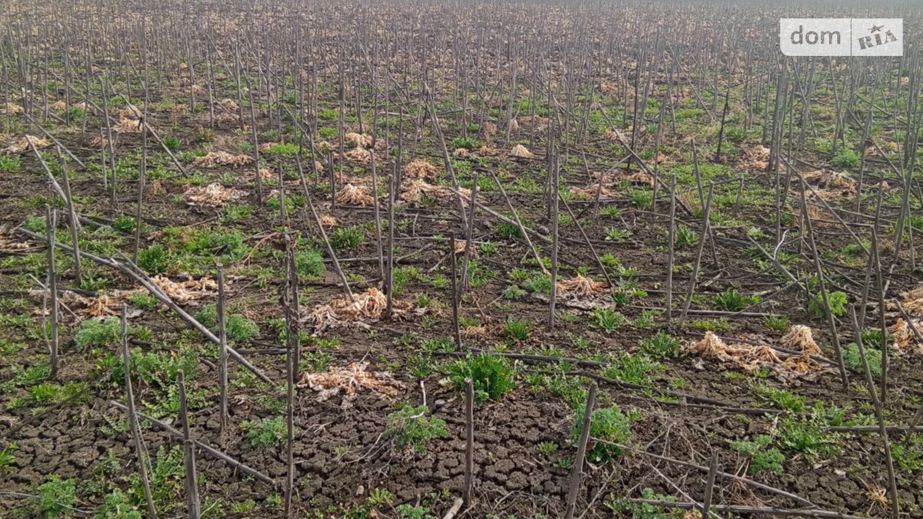 Сдается в аренду земельный участок 2.2972 соток в  области, цена: 9289 грн - фото 2