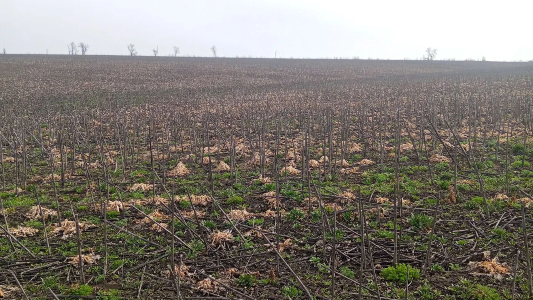 Сдается в аренду земельный участок 2.2972 соток в  области, цена: 9289 грн - фото 3