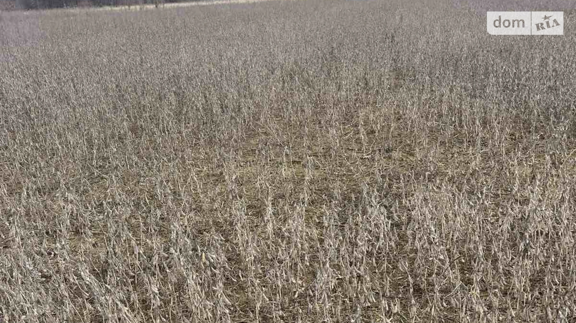 Зарванцы, цена: 450000 $ - фото 2