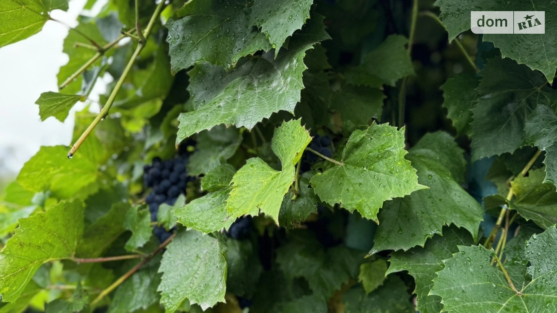 Продається земельна ділянка 6 соток у Хмельницькій області, цена: 6000 $ - фото 2