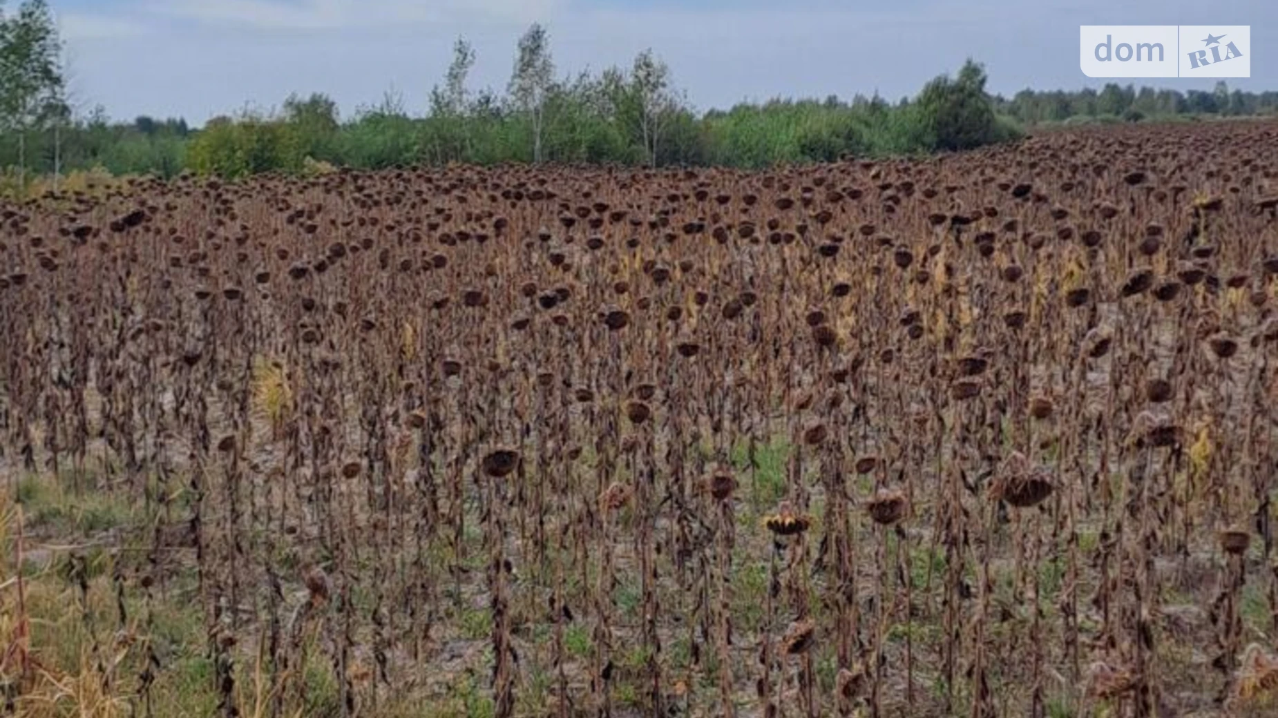 Липляни, цена: 767 грн - фото 2