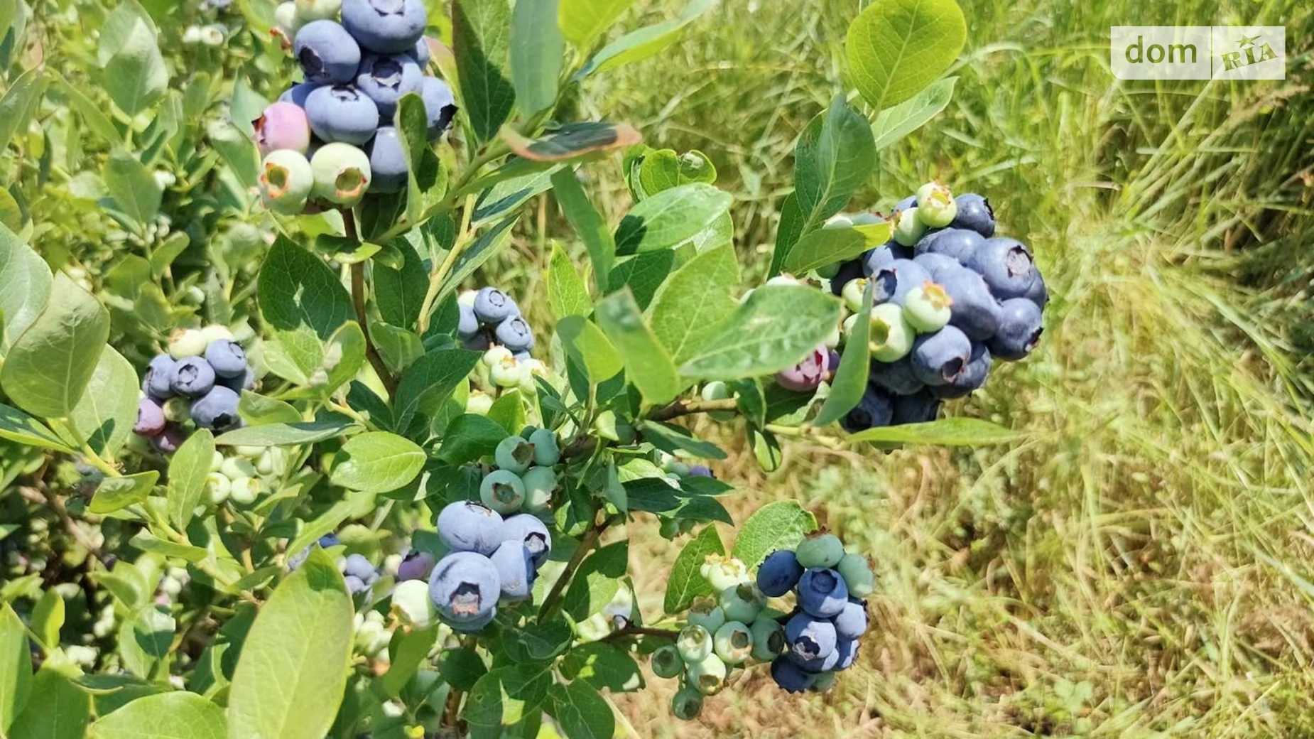 Продается земельный участок 64 соток в Черниговской области, цена: 25000 $ - фото 4