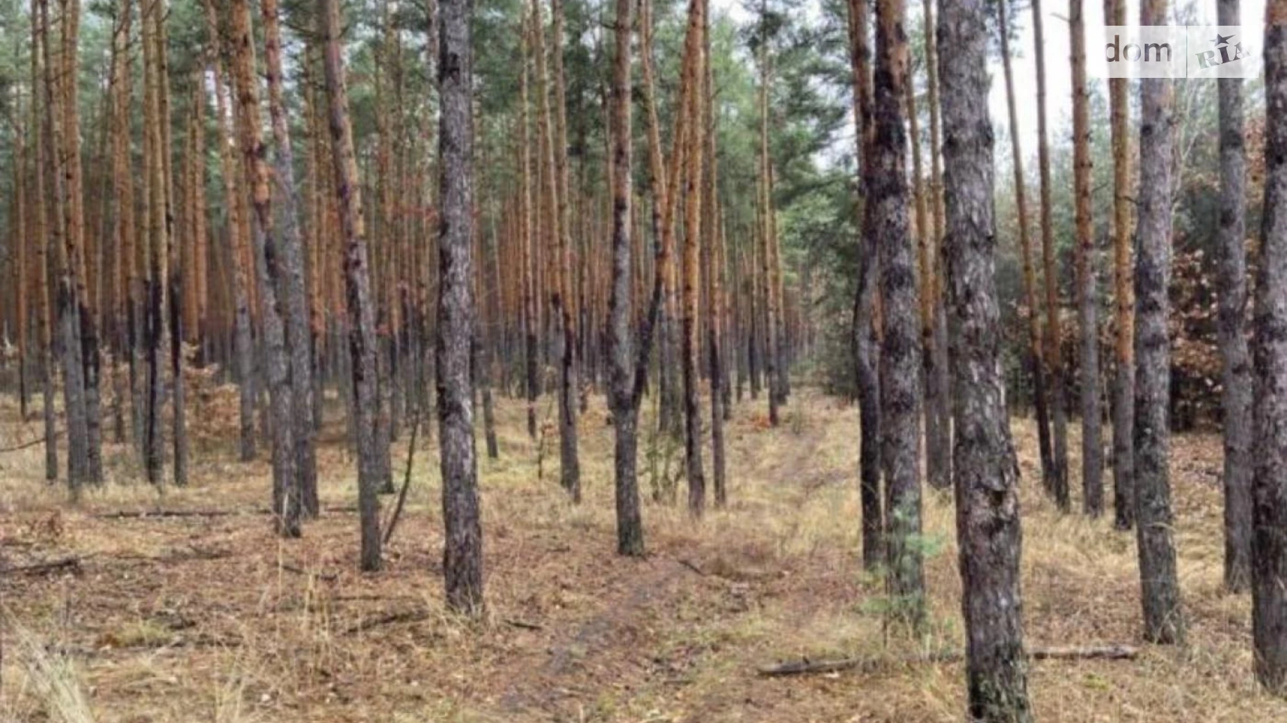 Козин (Обухов), цена: 500000 $ - фото 3