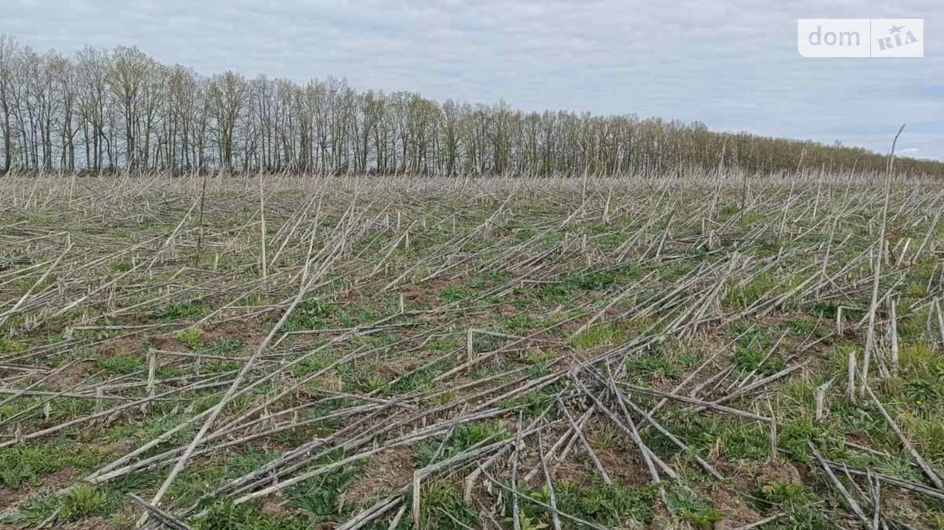 Борсуки, цена: 35855 грн - фото 2