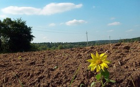 Как фермеры арендуют землю в Украине