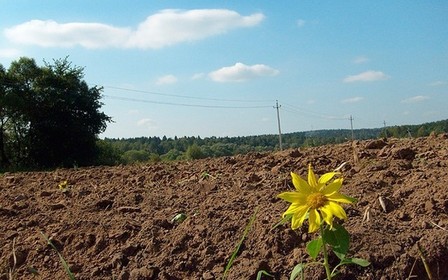 Как фермеры арендуют землю в Украине