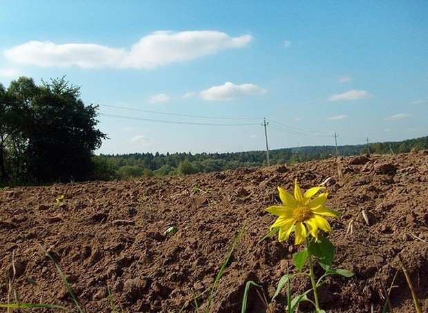 Как фермеры арендуют землю в Украине