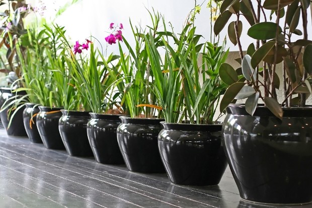 Как оживить и украсить интерьер при помощи комнатных растений